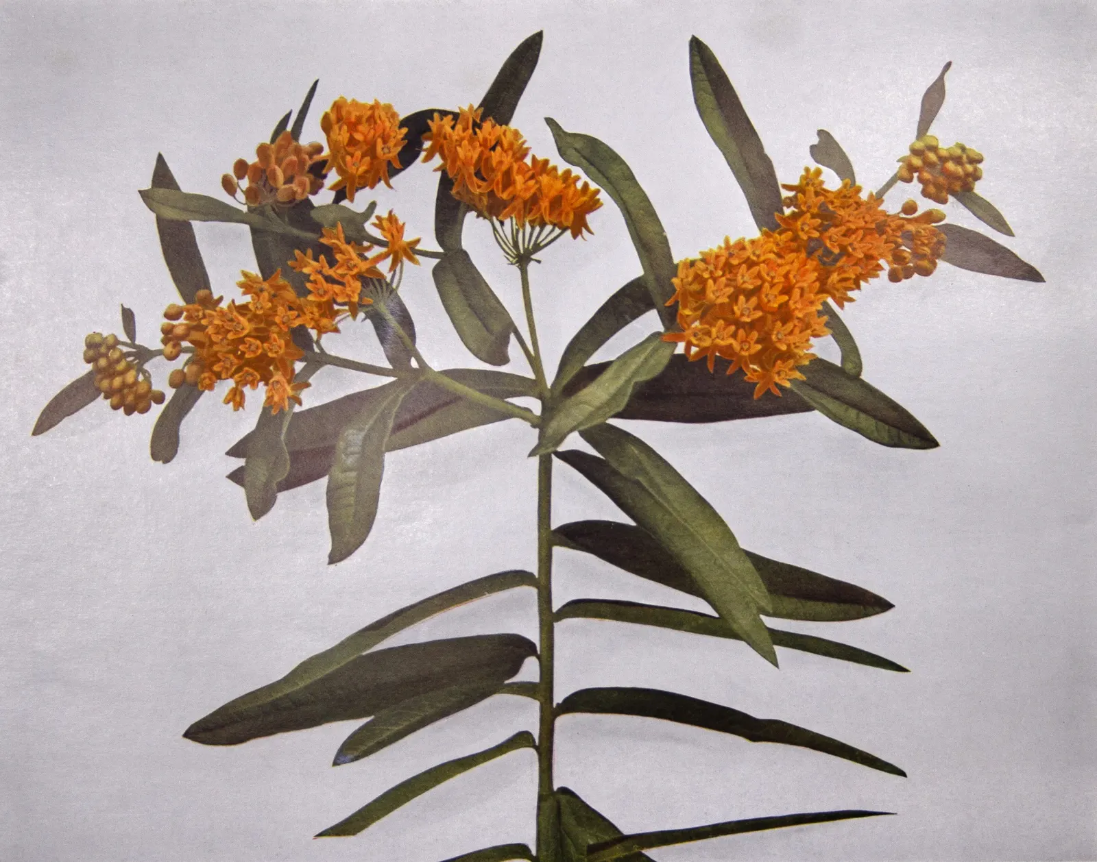 Butterfly Weed (Asclepias Tuberosa) — perennial with orange blooms