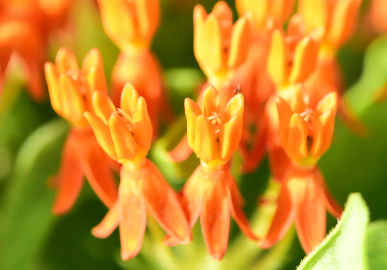 Butterfly Weed (Asclepias Tuberosa) — perennial with orange blooms; and its taproot system makes it tolerant of poor, image 77