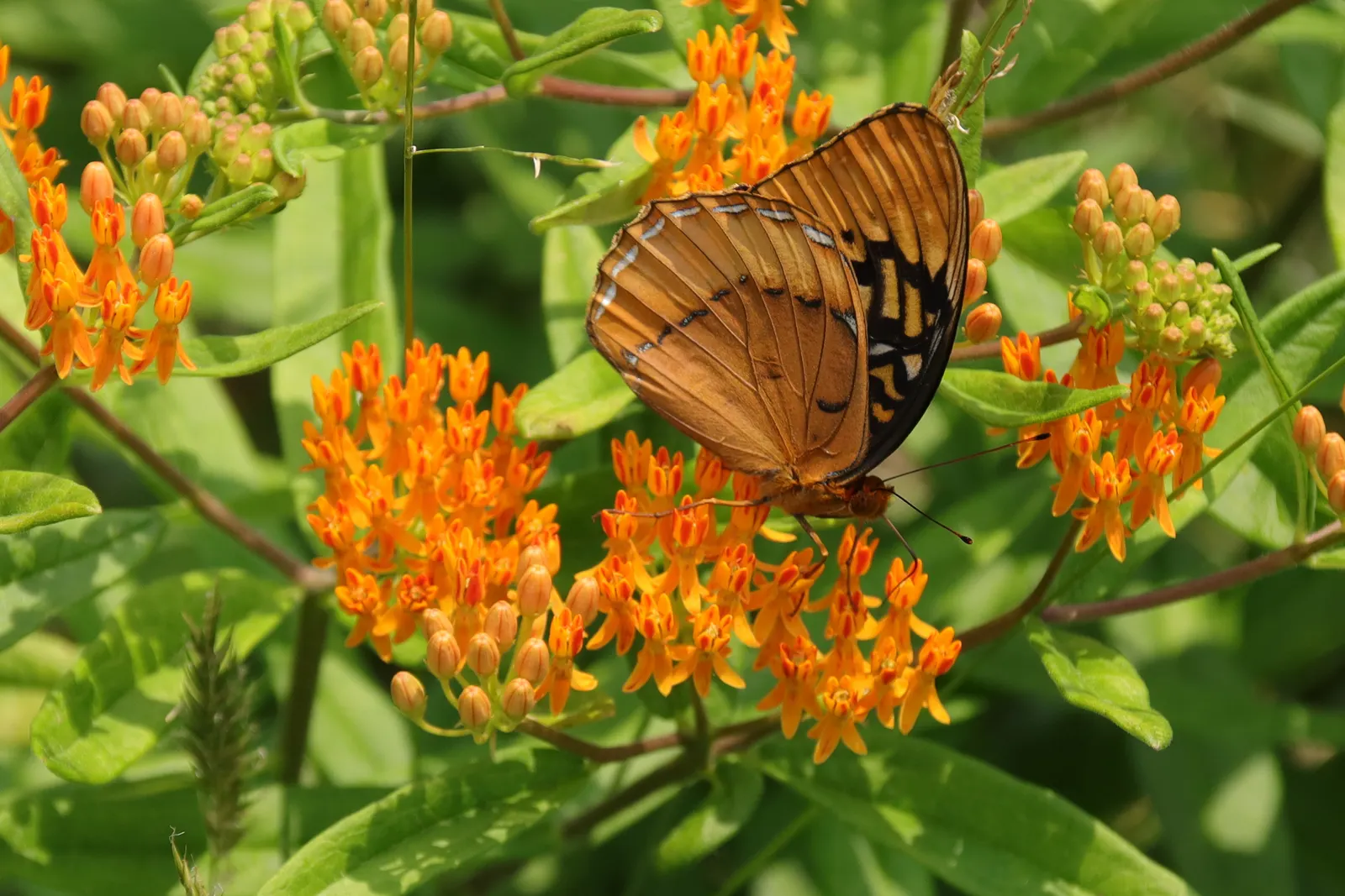 Butterfly Weed (Asclepias Tuberosa) — orange flowers in the garden; which typically bloom between May and September, image 76