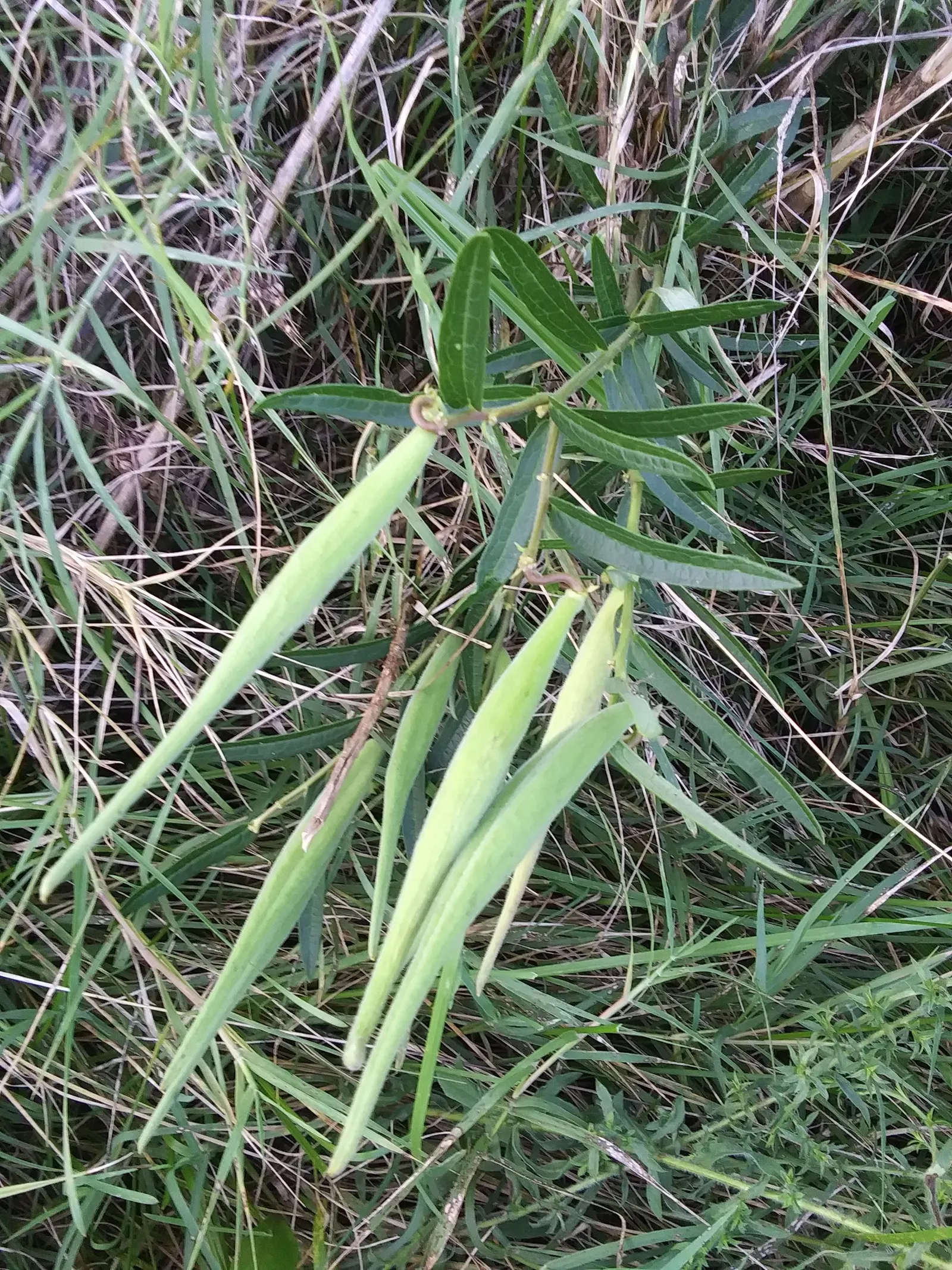 Butterfly Weed (Asclepias Tuberosa) — orange flowers in the garden