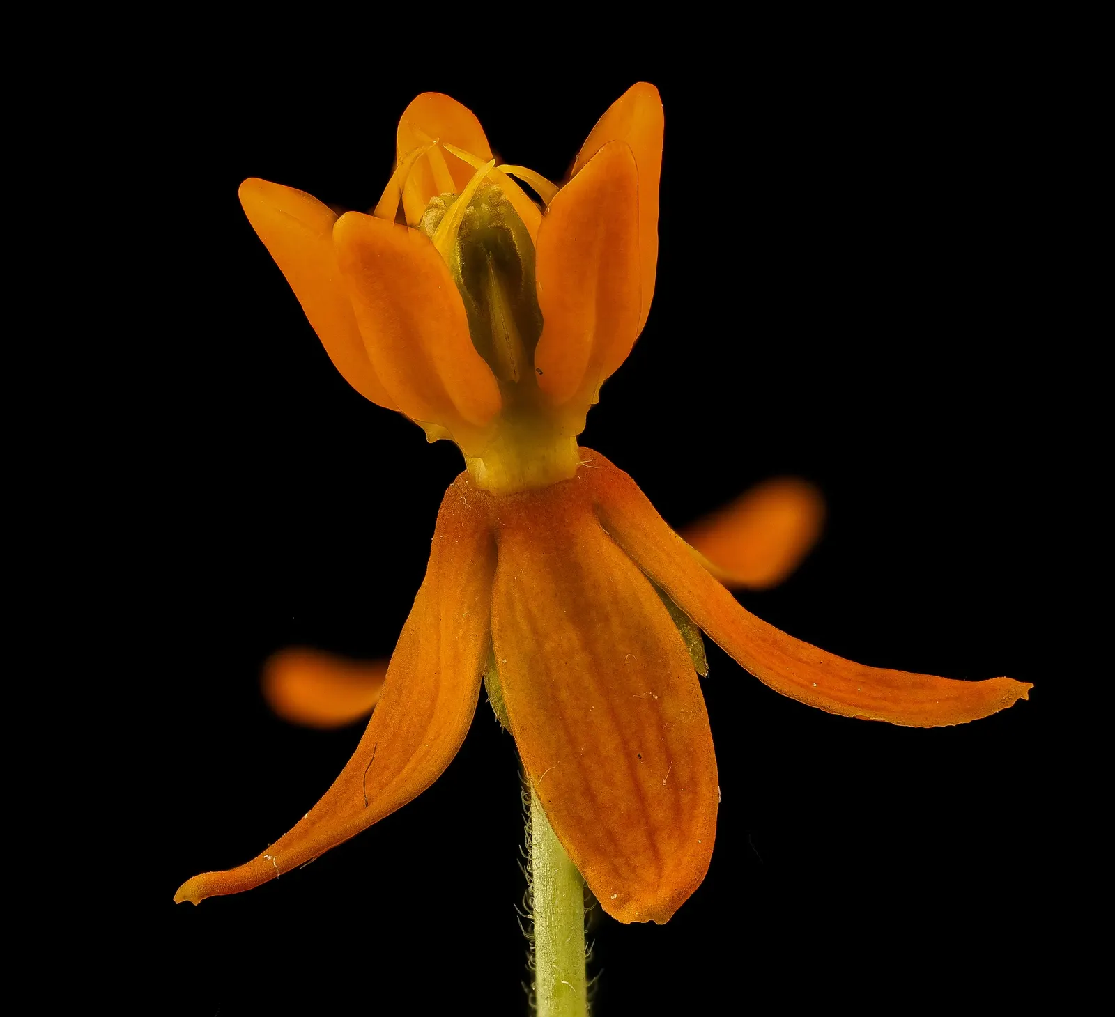Butterfly Weed (Asclepias Tuberosa) — It is excellent for xeriscaping