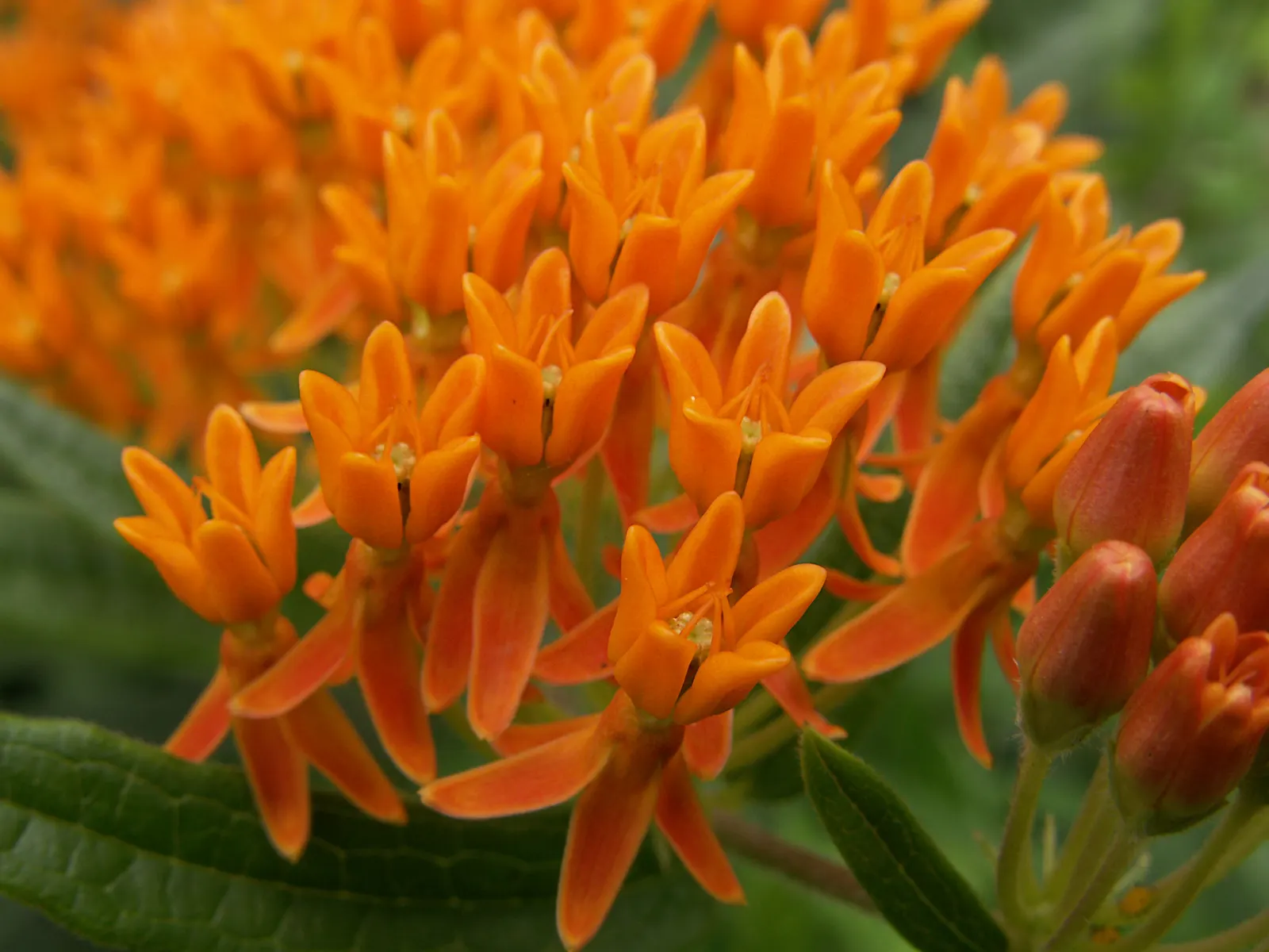 Butterfly Weed (Asclepias Tuberosa) — and its taproot system makes it tolerant of poor; ideal for borders or as a focal point in xeriscapes, image 120