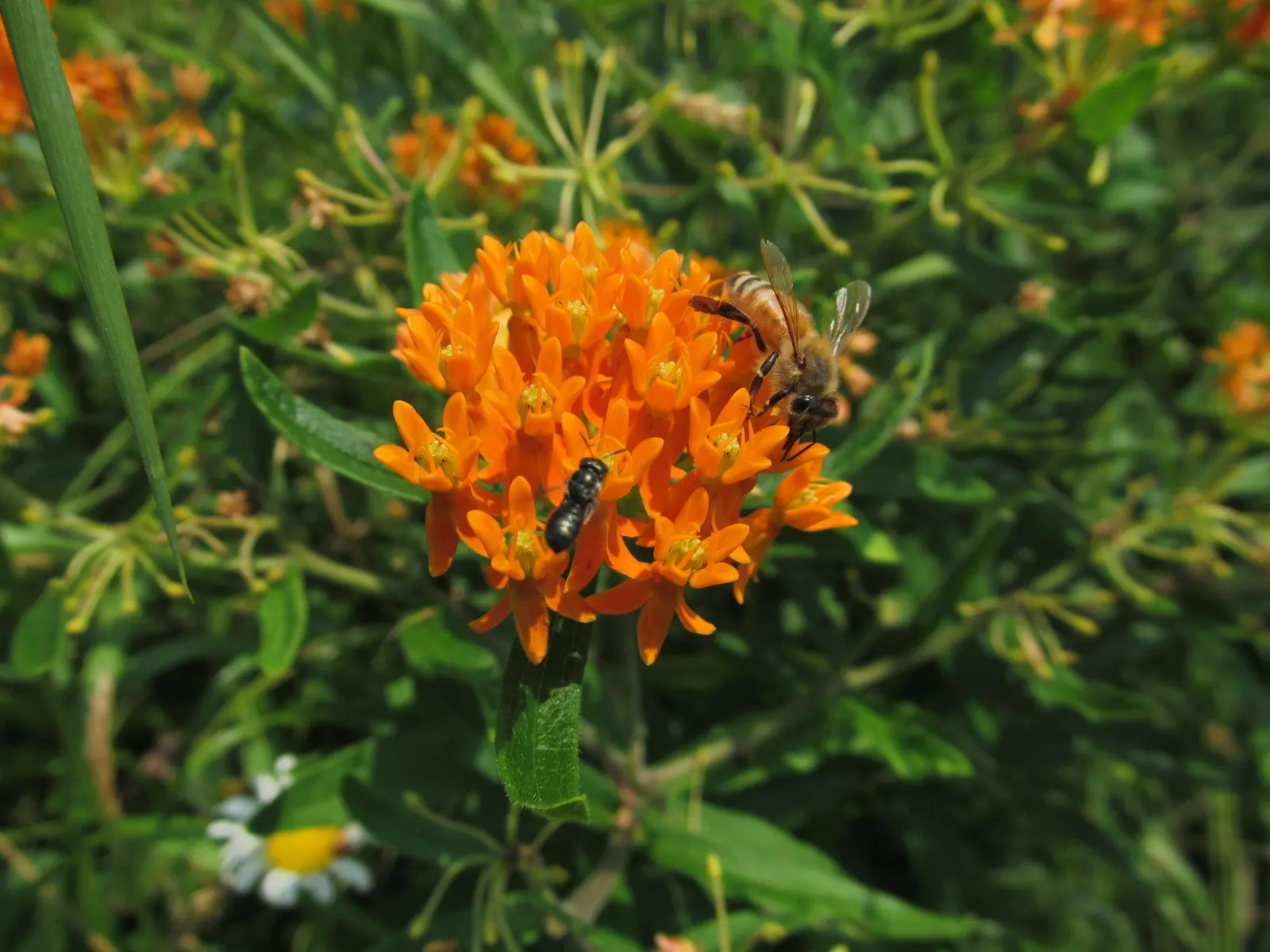 Butterfly Weed (Asclepias Tuberosa) — its flowering and attraction of pollinators are maximized in full sunlight; ideally planted in full sun, this, image 125
