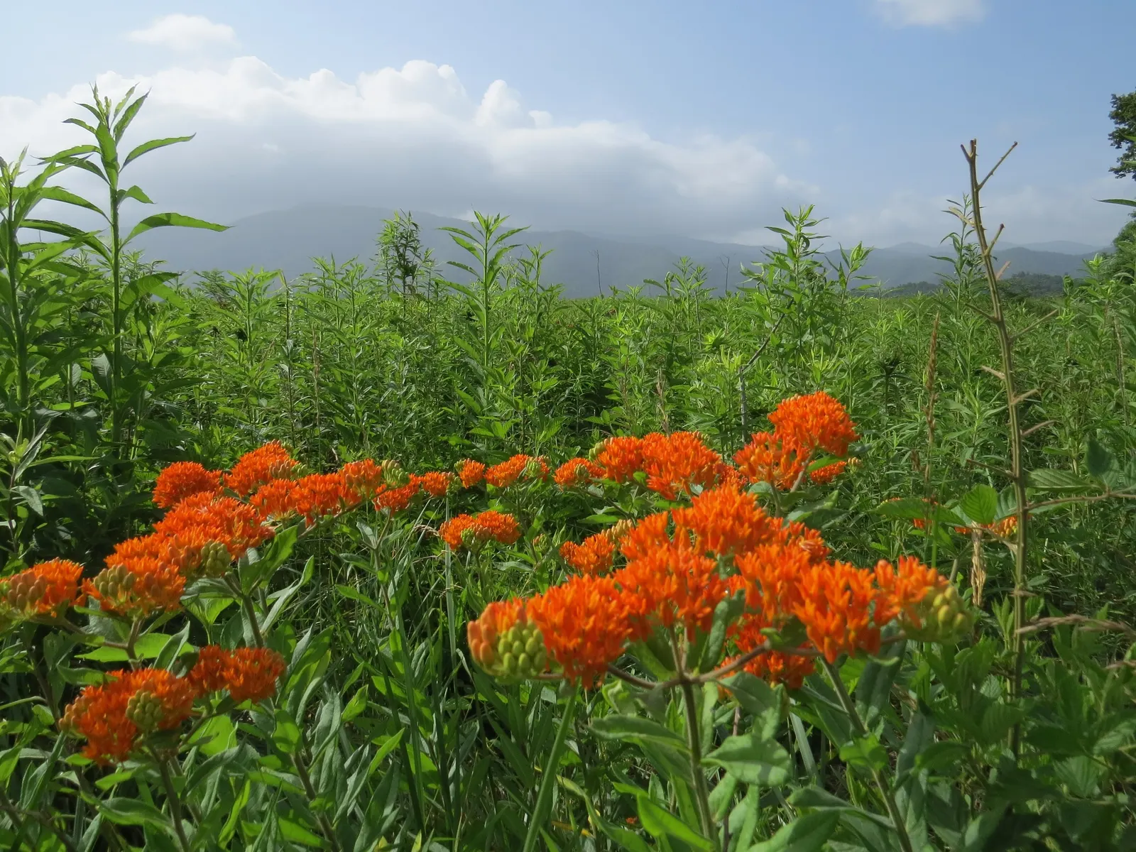 Butterfly Weed (Asclepias Tuberosa) — orange to yellow flower clusters; butterfly Weed (Asclepias tuberosa) is a vibrant perennial native to the US, image 112