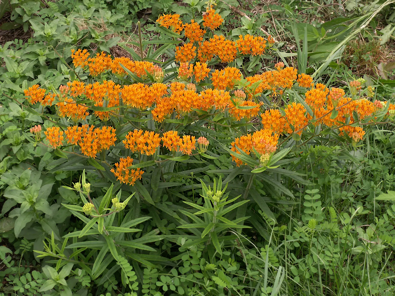 Butterfly Weed (Asclepias Tuberosa) — Ideal for borders or as a focal point in xeriscapes; commonly referred to as Butterfly Weed, image 135