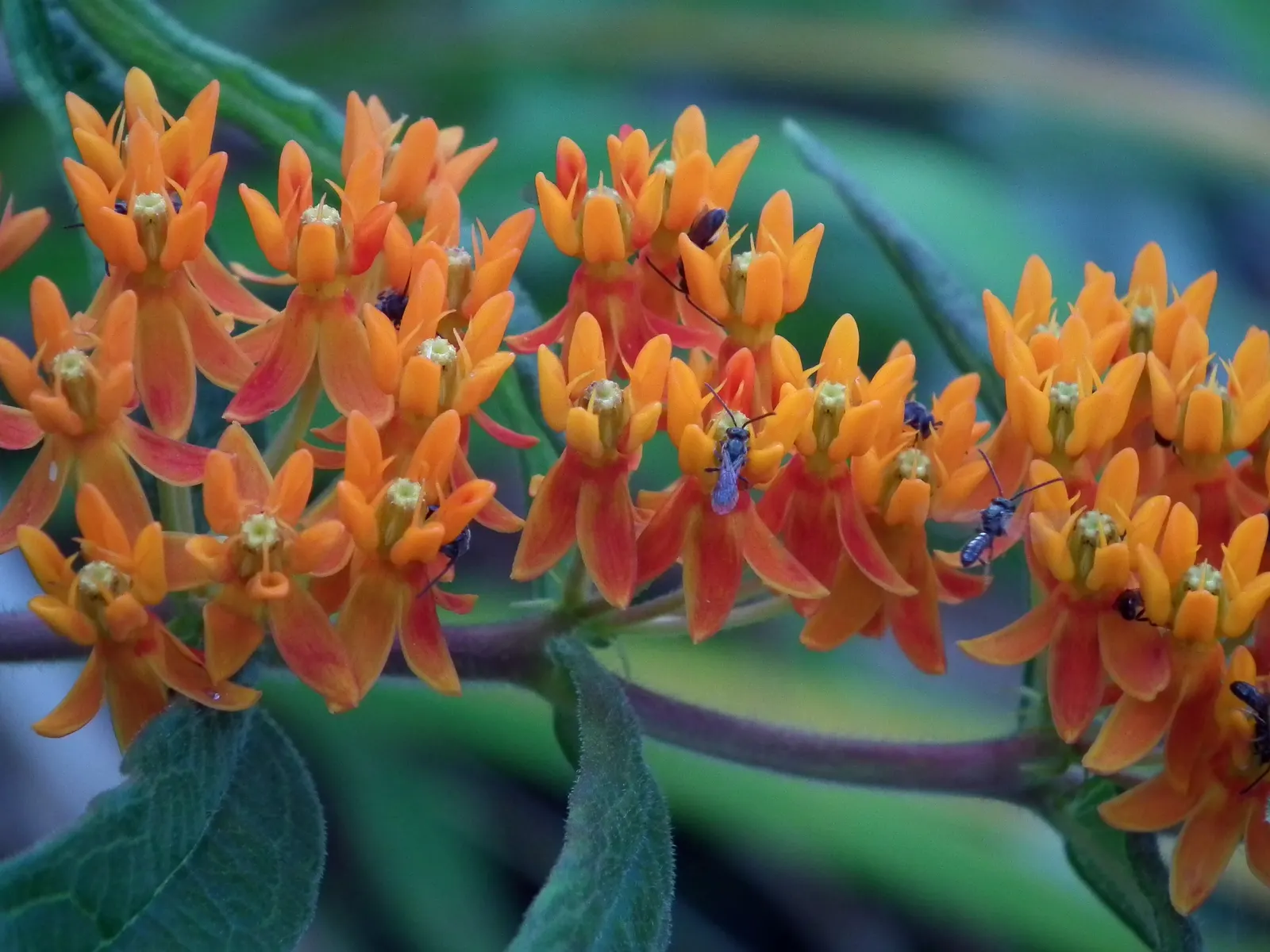 Butterfly Weed (Asclepias Tuberosa) — perennial with orange blooms; and its taproot system makes it tolerant of poor, image 129