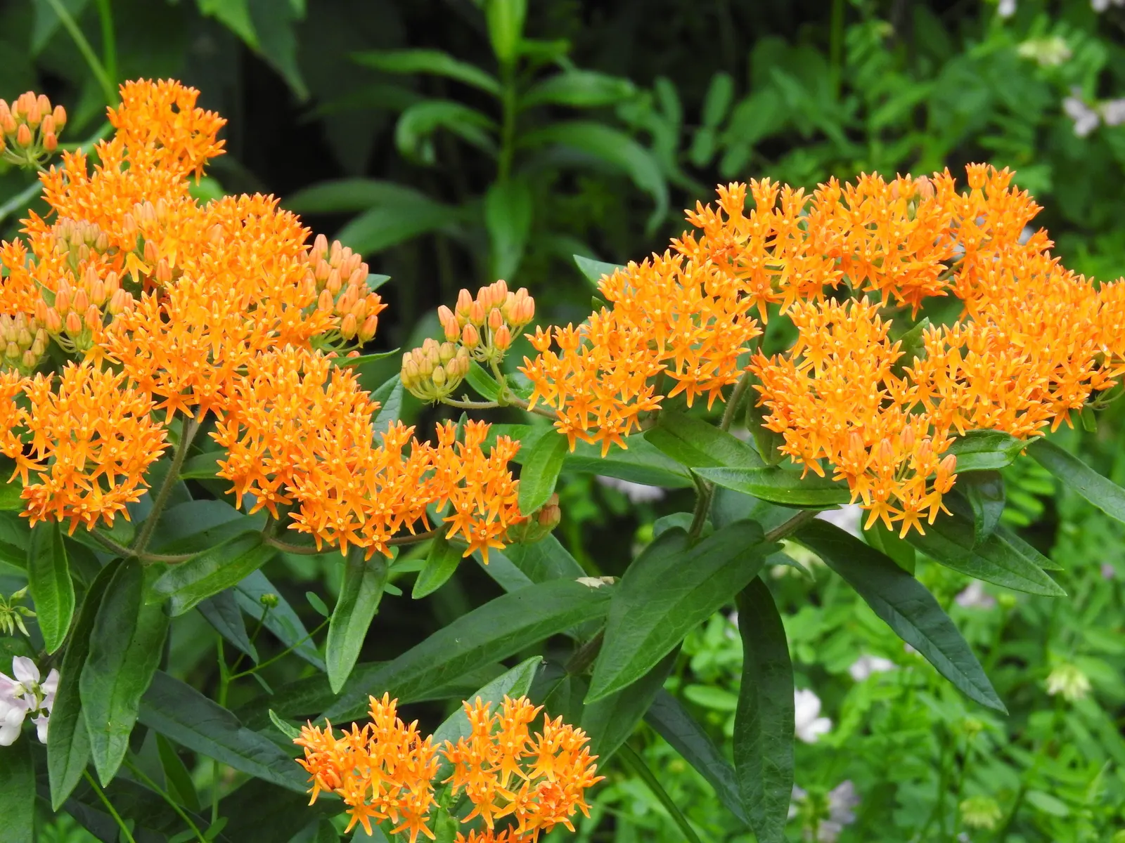 Butterfly Weed (Asclepias Tuberosa) — commonly referred to as Butterfly Weed; its lanceolate leaves are medium green and grow up to 6 inches long, image 136