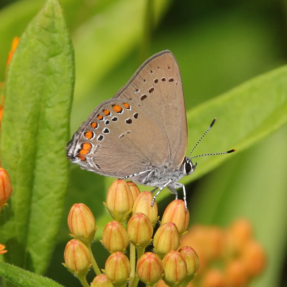 Butterfly Weed (Asclepias Tuberosa) — which typically bloom between May and September