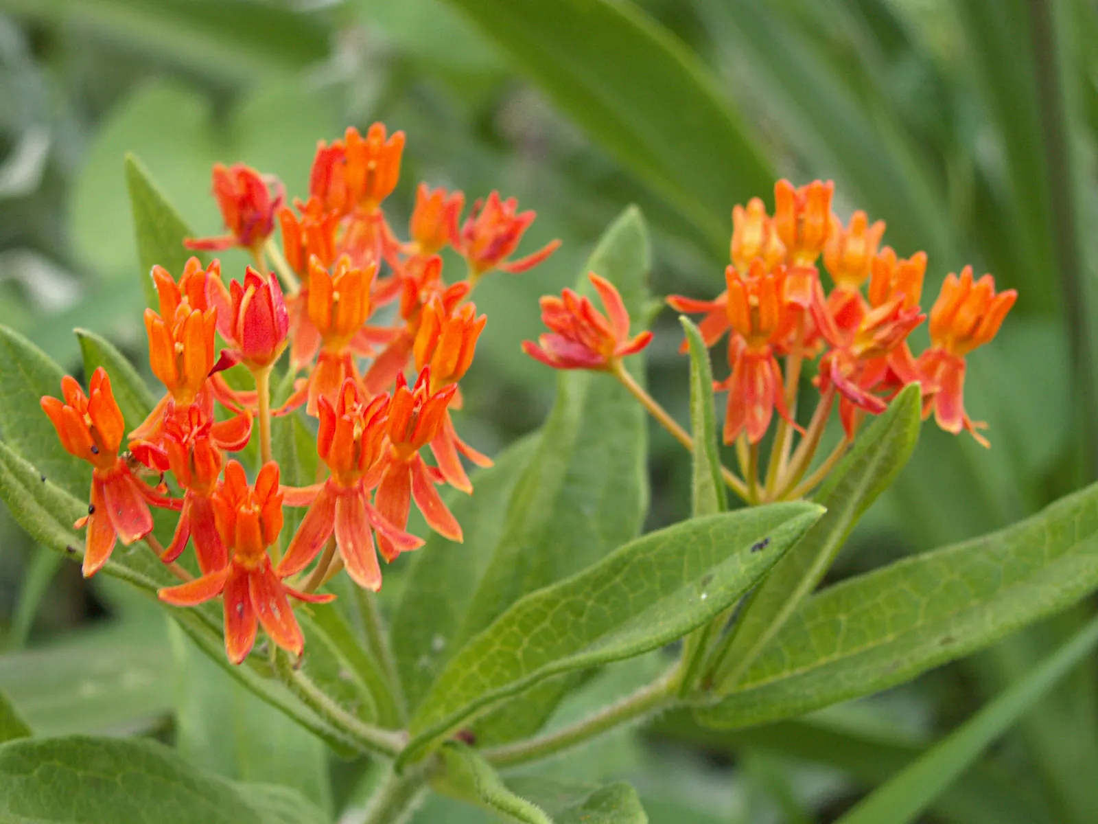 Butterfly Weed (Asclepias Tuberosa) — or as an accent in rock gardens