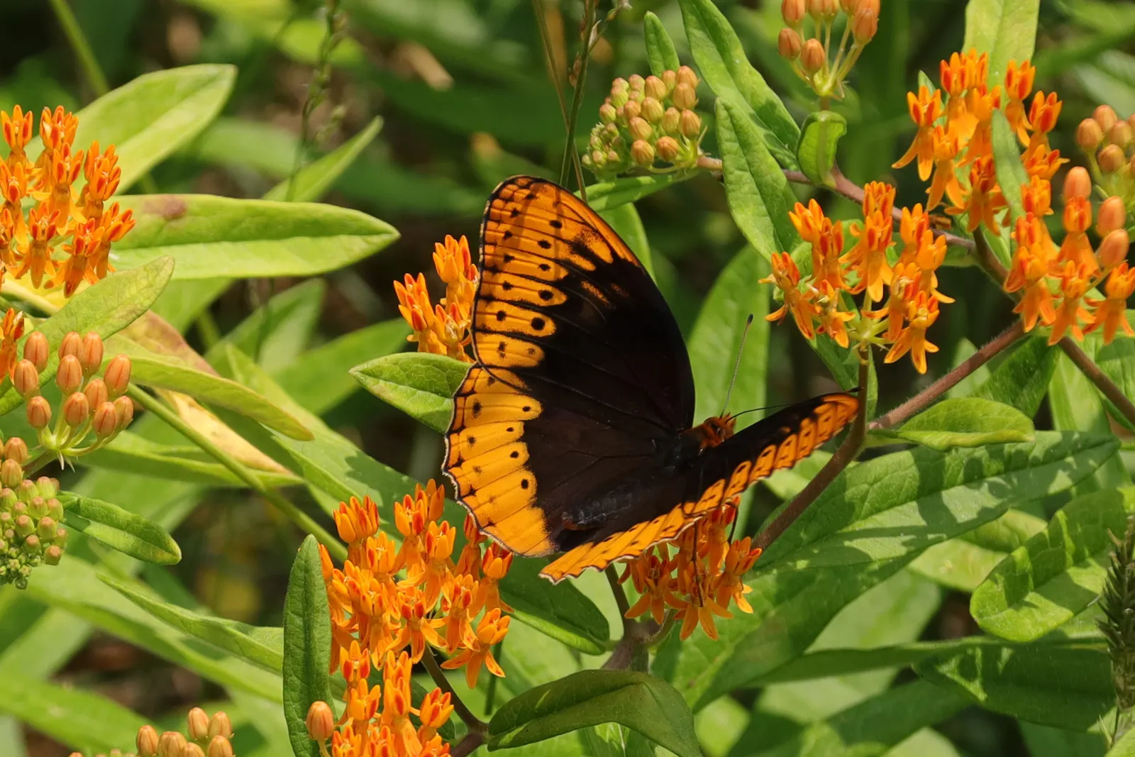 Butterfly Weed (Asclepias Tuberosa) — the Butterfly Weed forms a compact clump of erect; bright orange to yellow flowers bloom from early summer to, image 142