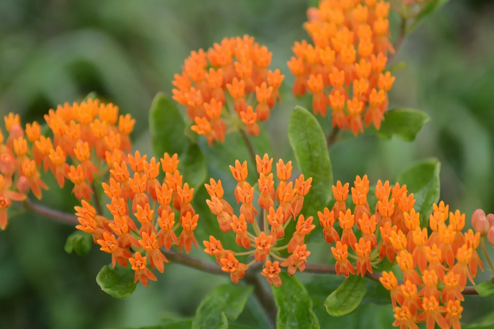 Butterfly Weed (Asclepias Tuberosa) — It is excellent for xeriscaping; orange flowers in the garden