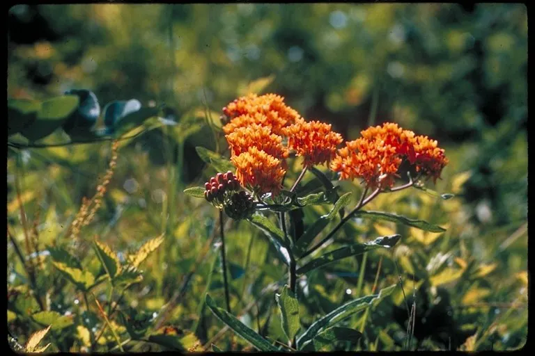 Butterfly Weed (Asclepias Tuberosa) — It's important to note that while it is tolerant of light shade