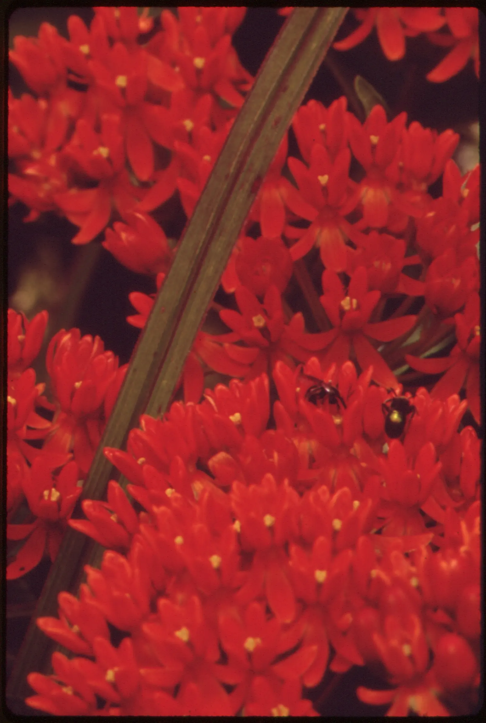Butterfly Weed (Asclepias Tuberosa) — Ideally planted in full sun, this tough plant is drought-resistant, preferring well-drained soils