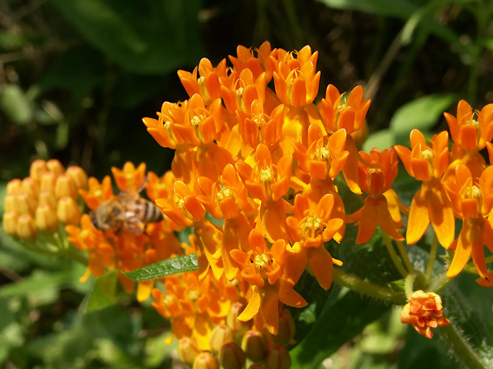 Butterfly Weed (Asclepias Tuberosa) — Its lanceolate leaves are medium green and grow up to 6 inches long; the flowers are nectar-rich, image 117