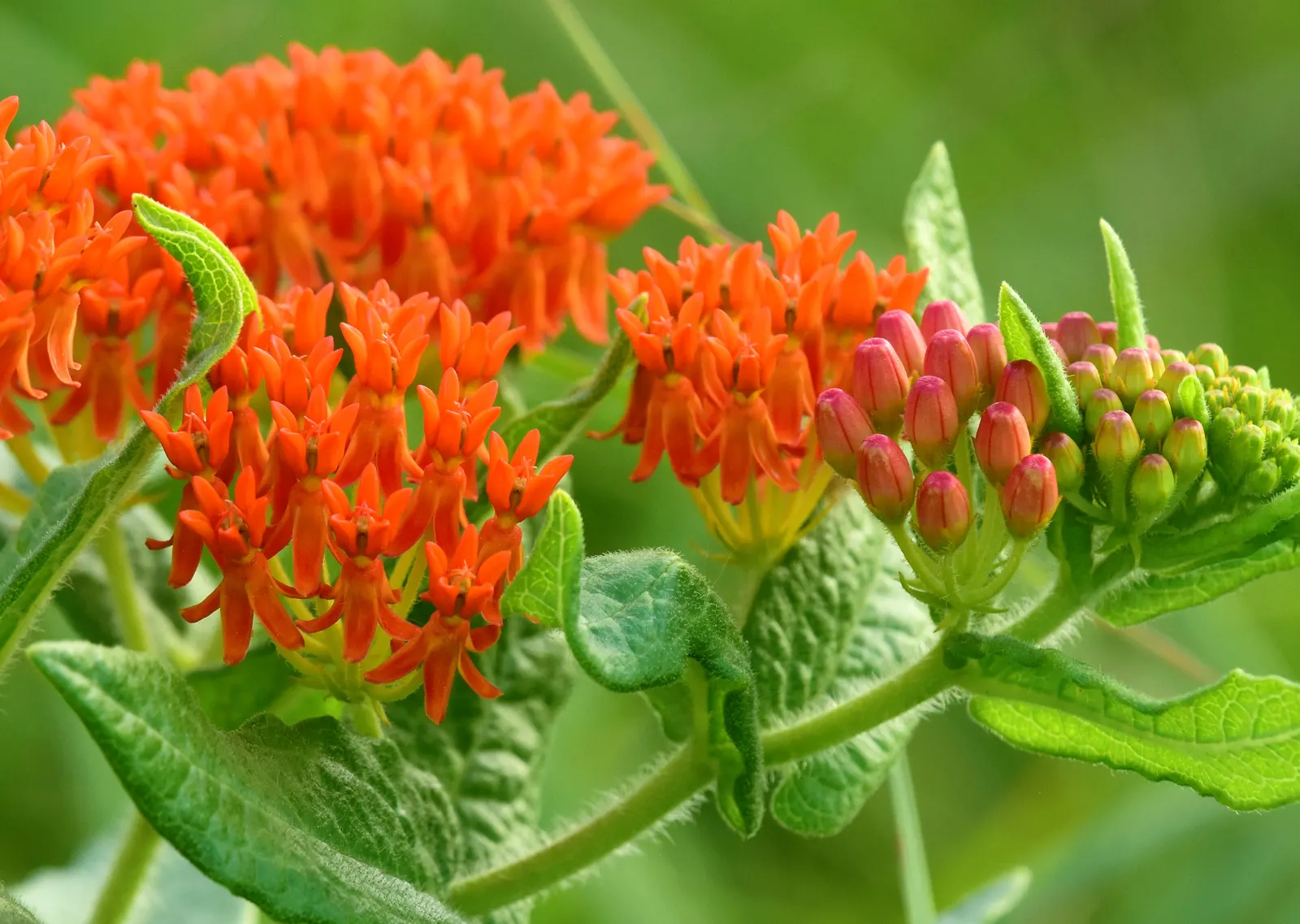 Butterfly Weed (Asclepias Tuberosa) — orange to yellow flower clusters