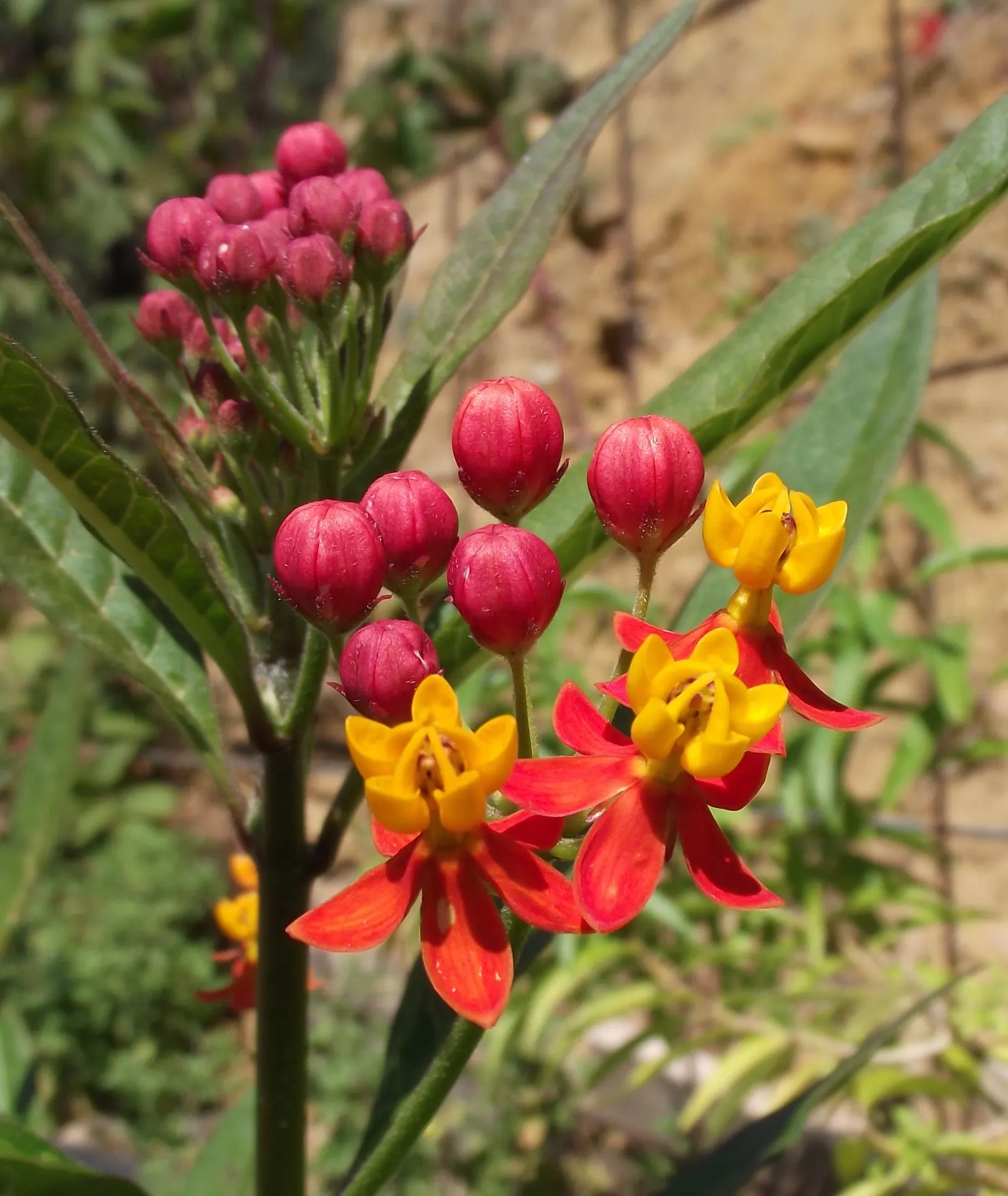 Butterfly Weed (Asclepias Tuberosa) — the Butterfly Weed forms a compact clump of erect