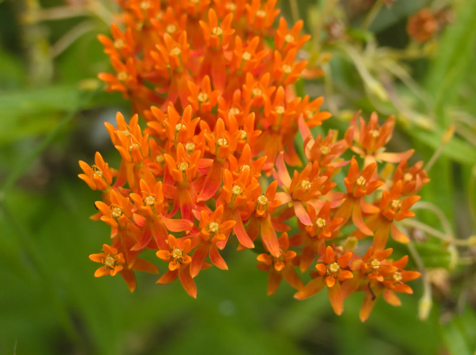 Butterfly Weed (Asclepias Tuberosa) — the Asclepias tuberosa adds a splash of color in perennial borders; or as an accent in rock gardens, image 122