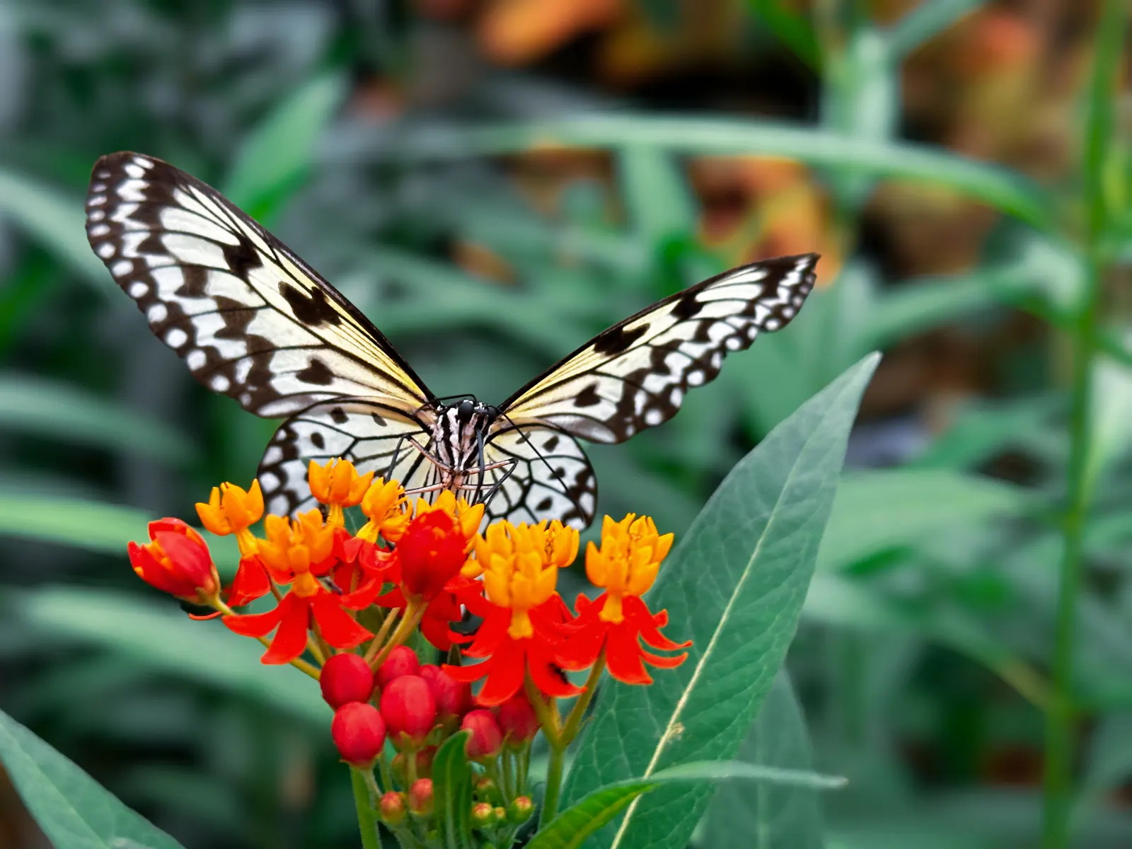 Butterfly Weed (Asclepias Tuberosa) — Its lanceolate leaves are medium green and grow up to 6 inches long