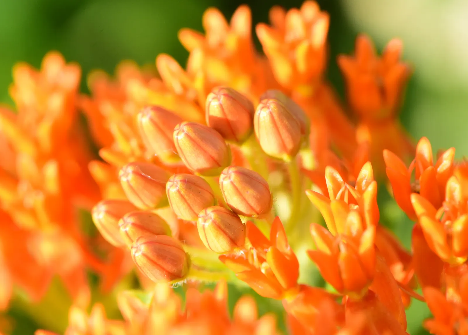 Butterfly Weed (Asclepias Tuberosa) — The flowers are nectar-rich