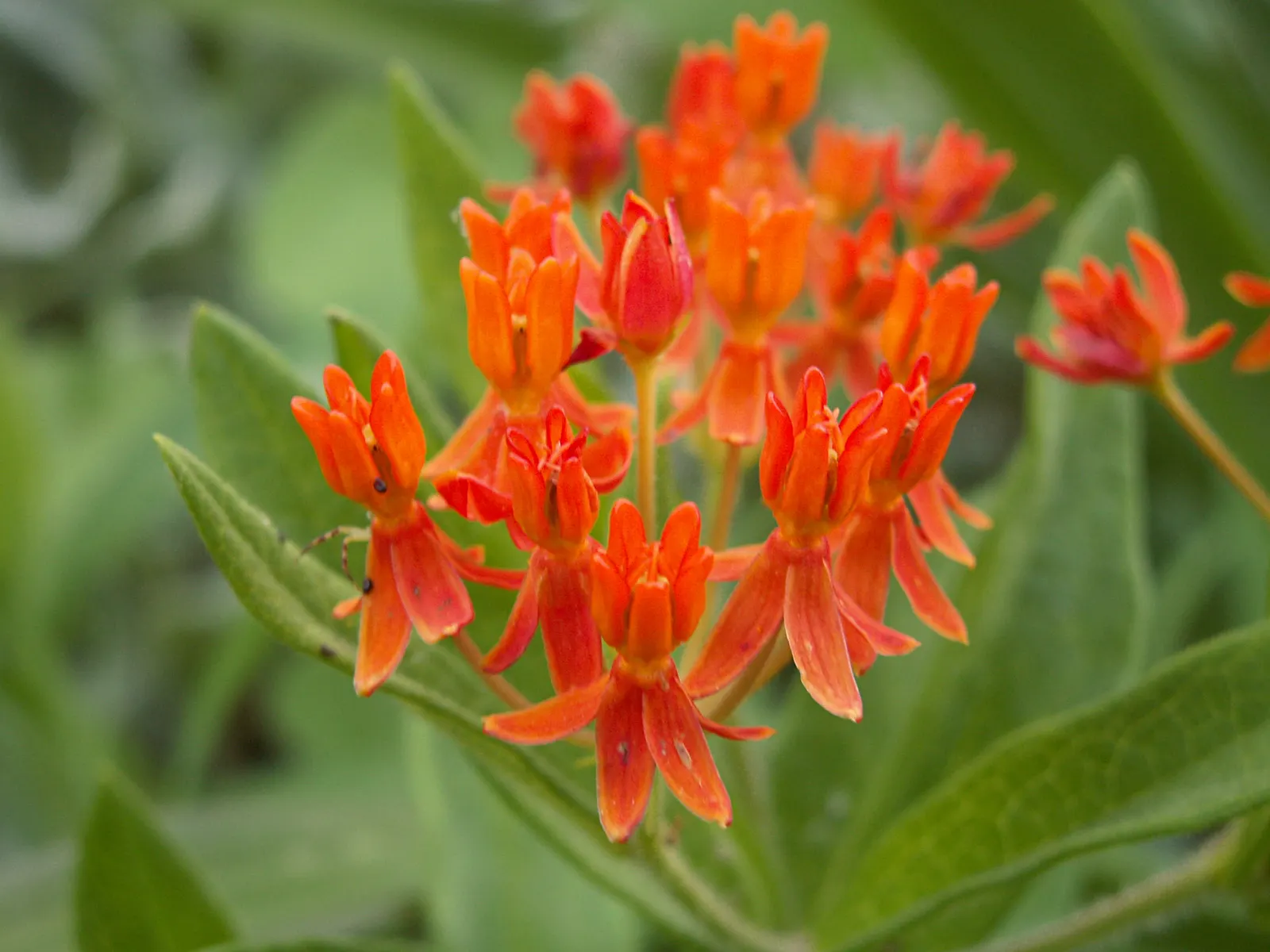 Butterfly Weed (Asclepias Tuberosa) — its flowering and attraction of pollinators are maximized in full sunlight