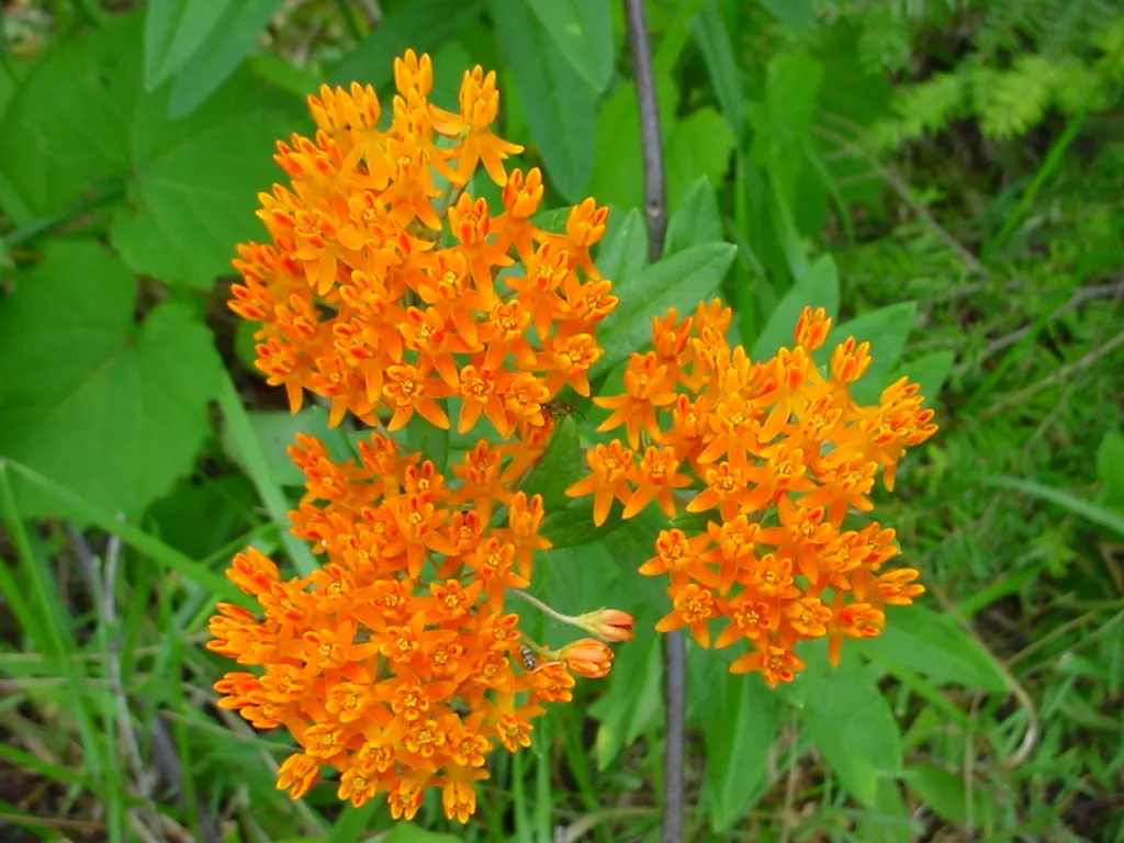 Butterfly Weed (Asclepias Tuberosa) — Thriving in full sun with well-drained soil, it stands 1-2 feet tall and 1-1.5 feet wide