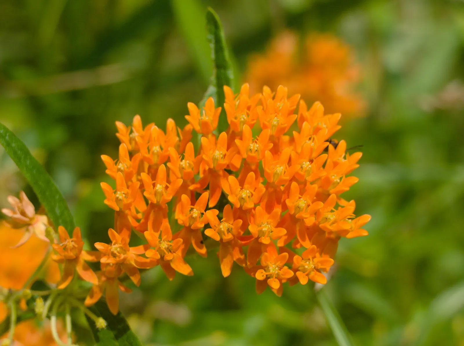 Butterfly Weed (Asclepias Tuberosa) — Butterfly Weed (Asclepias tuberosa) is a vibrant perennial native to the US; its drought tolerance and low, image 131
