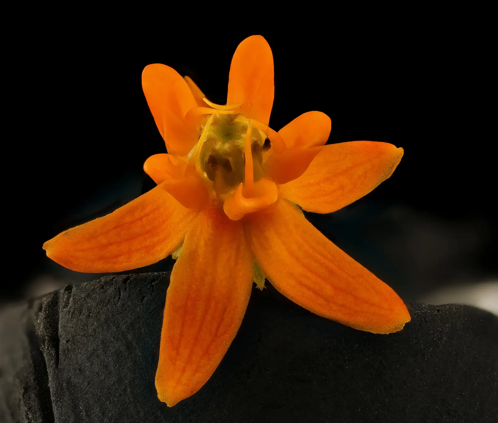 Butterfly Weed (Asclepias Tuberosa) — and its taproot system makes it tolerant of poor