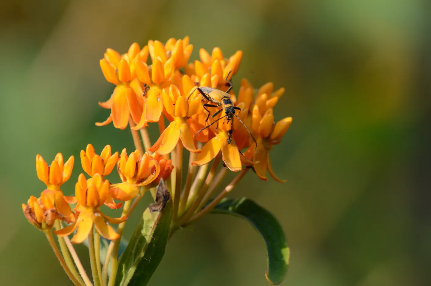 Butterfly Weed (Asclepias Tuberosa) — is a herbaceous perennial that is native to the Eastern United States