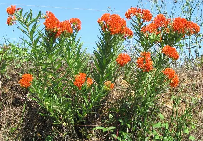 Butterfly Weed (Asclepias Tuberosa) — Ideally planted in full sun, this tough plant is drought-resistant, preferring well-drained soils; though, image 118