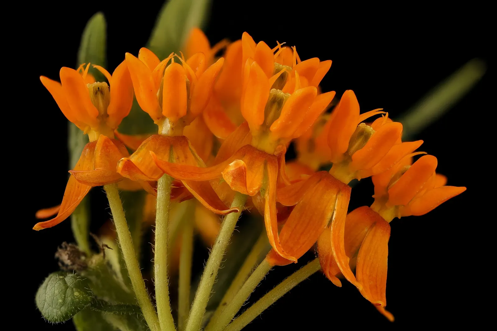 Butterfly Weed (Asclepias Tuberosa) — though this same trait can make transplantation challenging.<br><br>For landscape design purposes