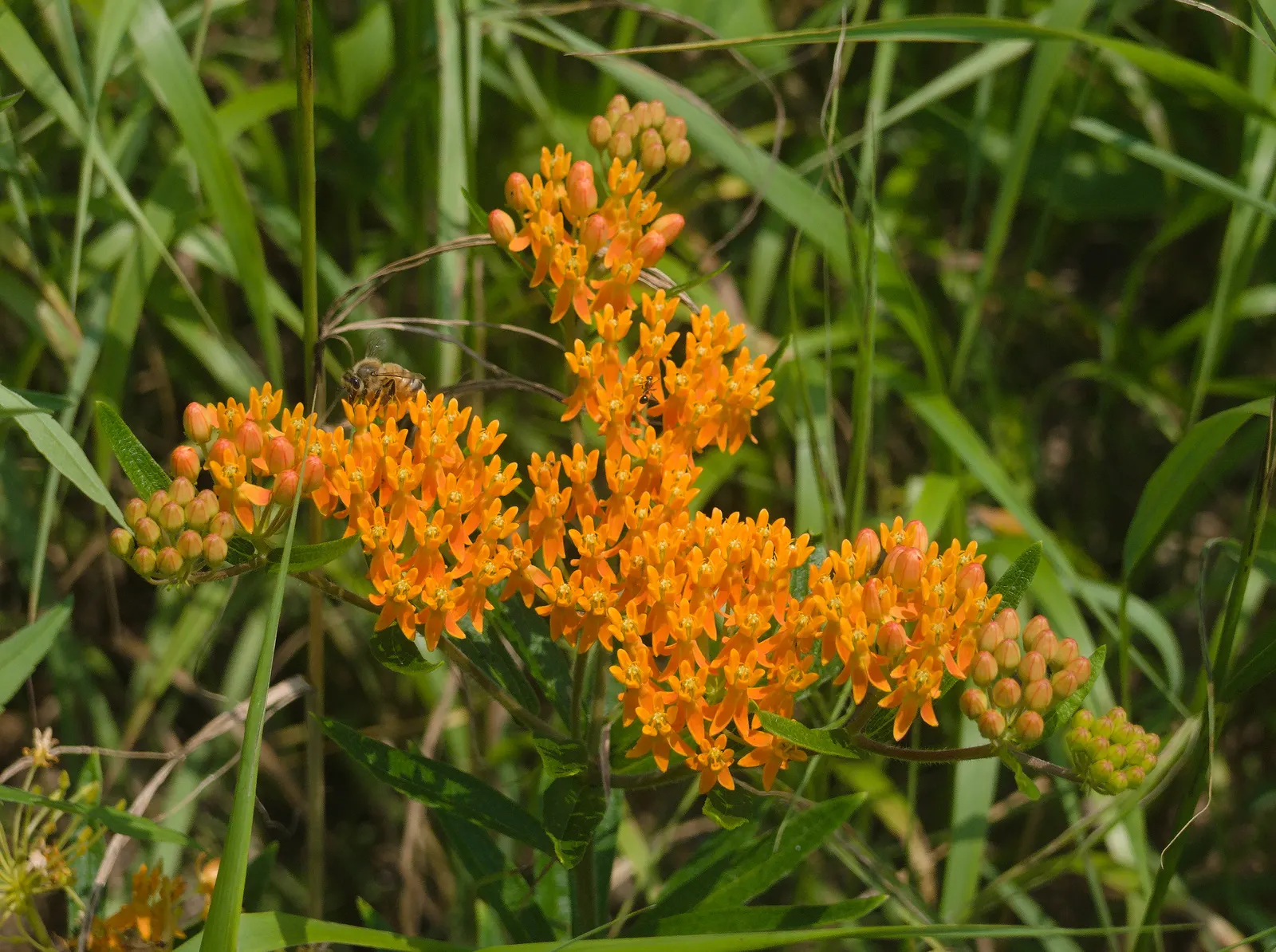 Butterfly Weed (Asclepias Tuberosa) — though this same trait can make transplantation challenging.<br><br>For landscape design purposes; the, image 121