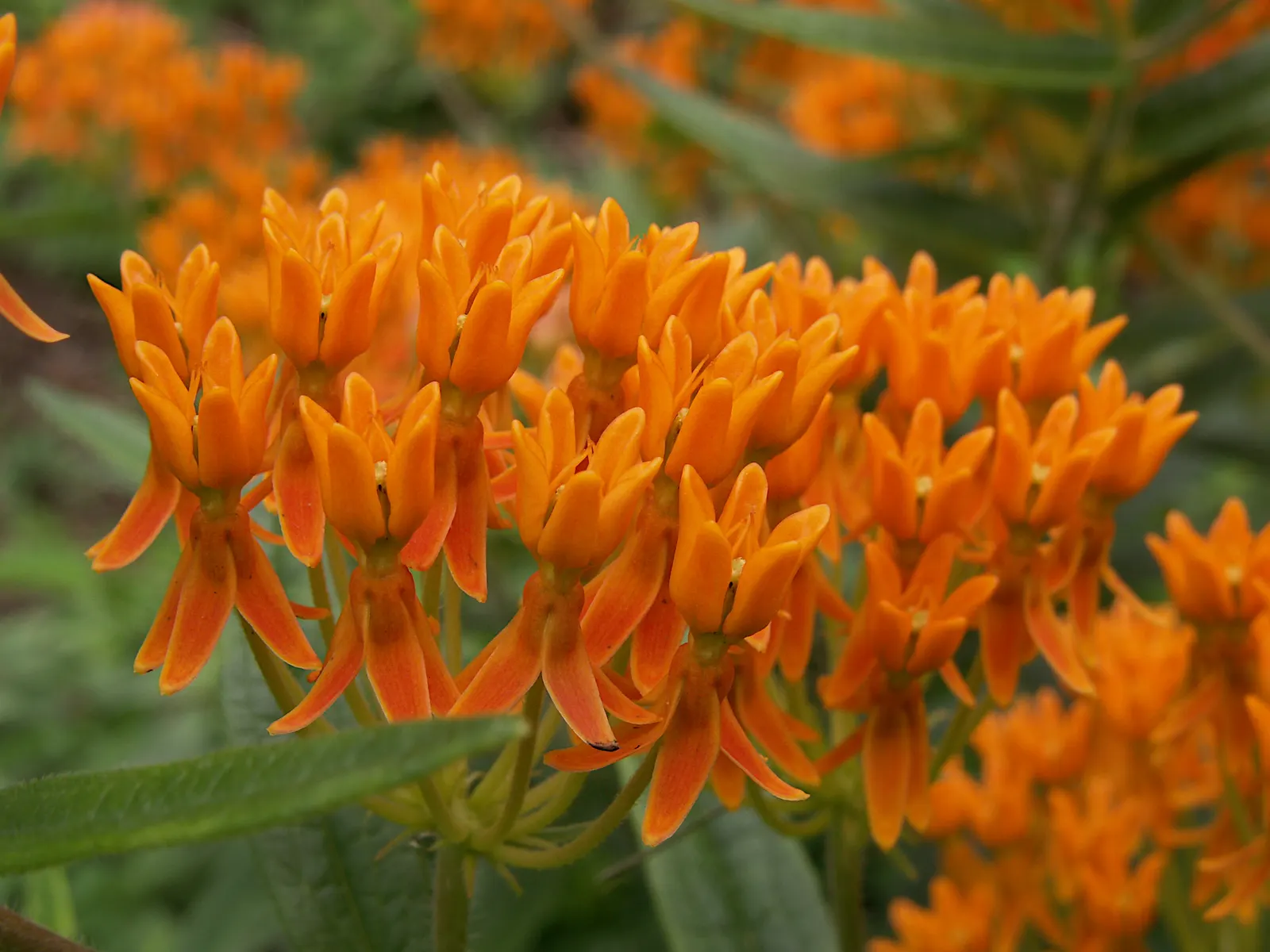 Butterfly Weed (Asclepias Tuberosa) — It is excellent for xeriscaping; orange flowers in the garden, image 119