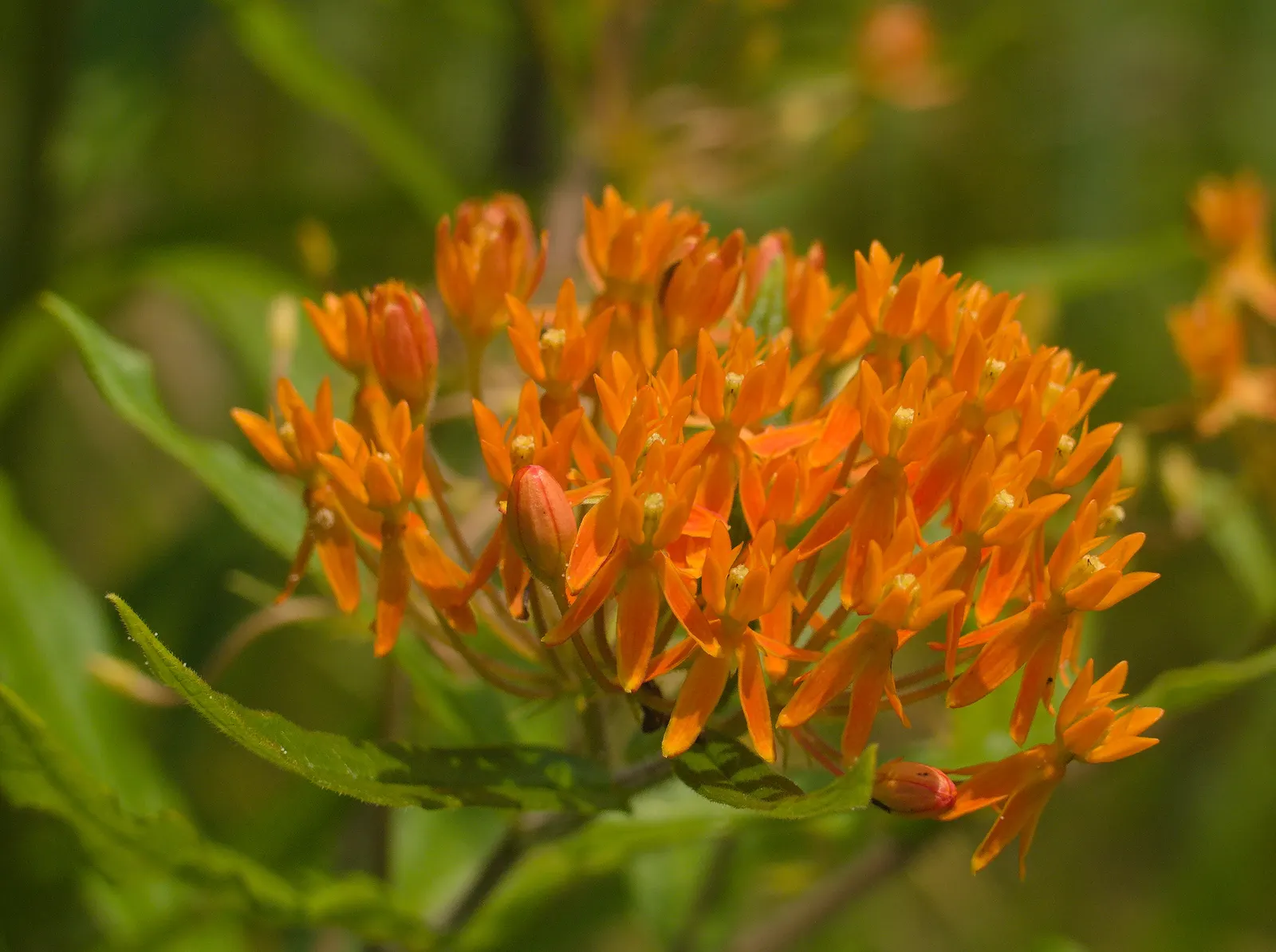 Butterfly Weed (Asclepias Tuberosa) — orange flowers in the garden; which typically bloom between May and September, image 128