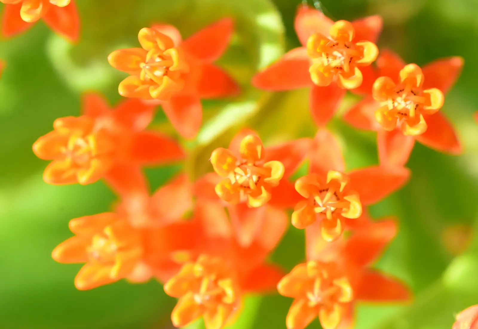 Butterfly Weed (Asclepias Tuberosa) — making them an excellent magnet for butterflies