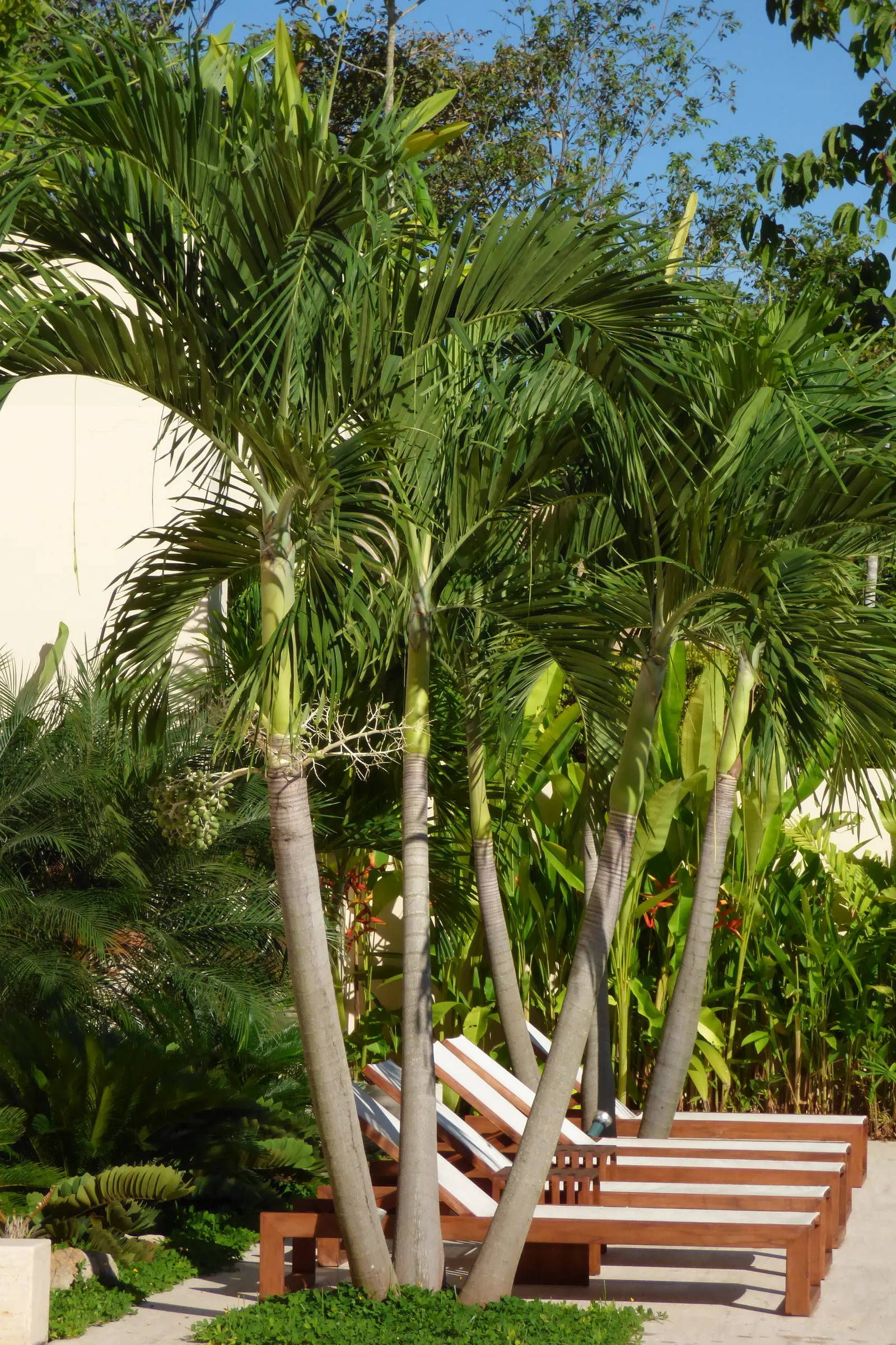 Spiral Palm (Veitchia Spiralis) — Keep in mind that these palms are frost-sensitive