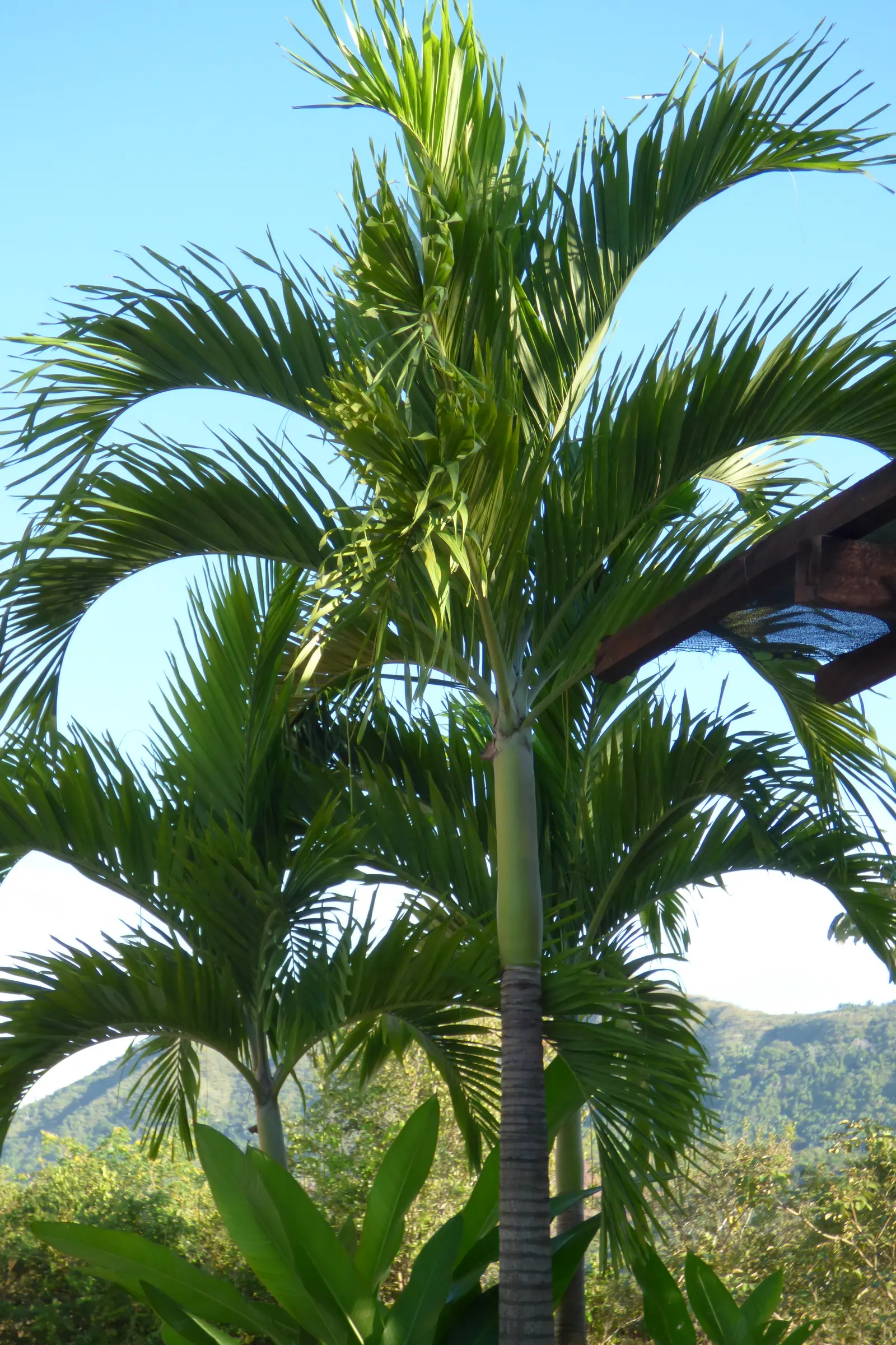 Spiral Palm (Veitchia Spiralis) — These glossy, pinnate leaves are bright green, creating a dense canopy that casts light, dappled shade beneath