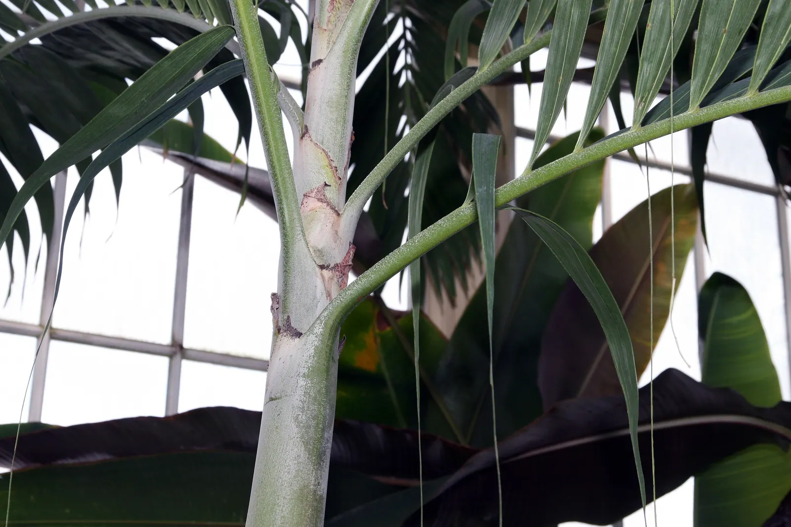 Spiral Palm (Veitchia Spiralis) — typically about 6 to 10 inches in diameter; these palms can serve as focal points or as part of a privacy screen