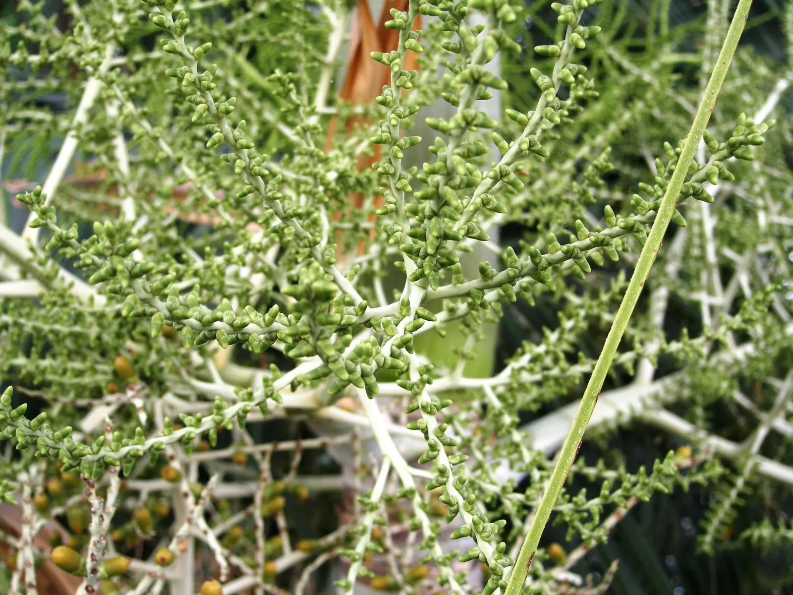Spiral Palm (Veitchia Spiralis) — and when placed strategically