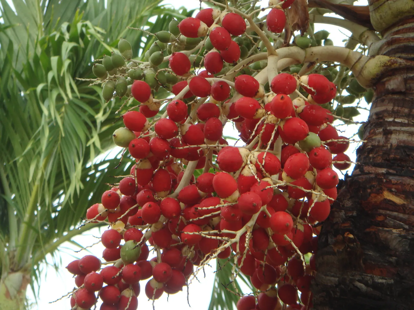 Spiral Palm (Veitchia Spiralis) — and when placed strategically; spirally-arranged trunk reaching up to 40 feet tall