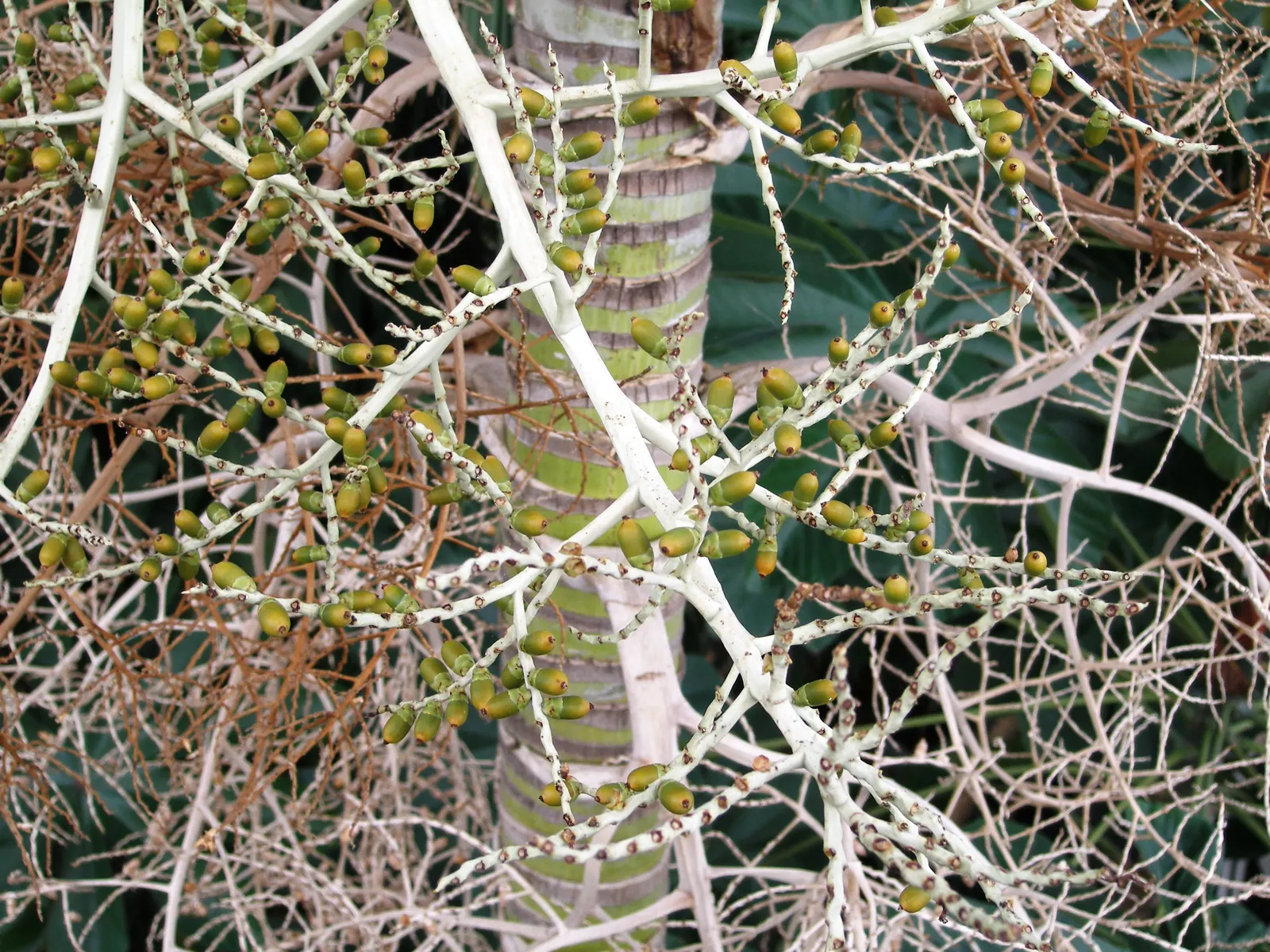 Spiral Palm (Veitchia Spiralis) — For clients wanting to inject a touch of the tropics into their gardens