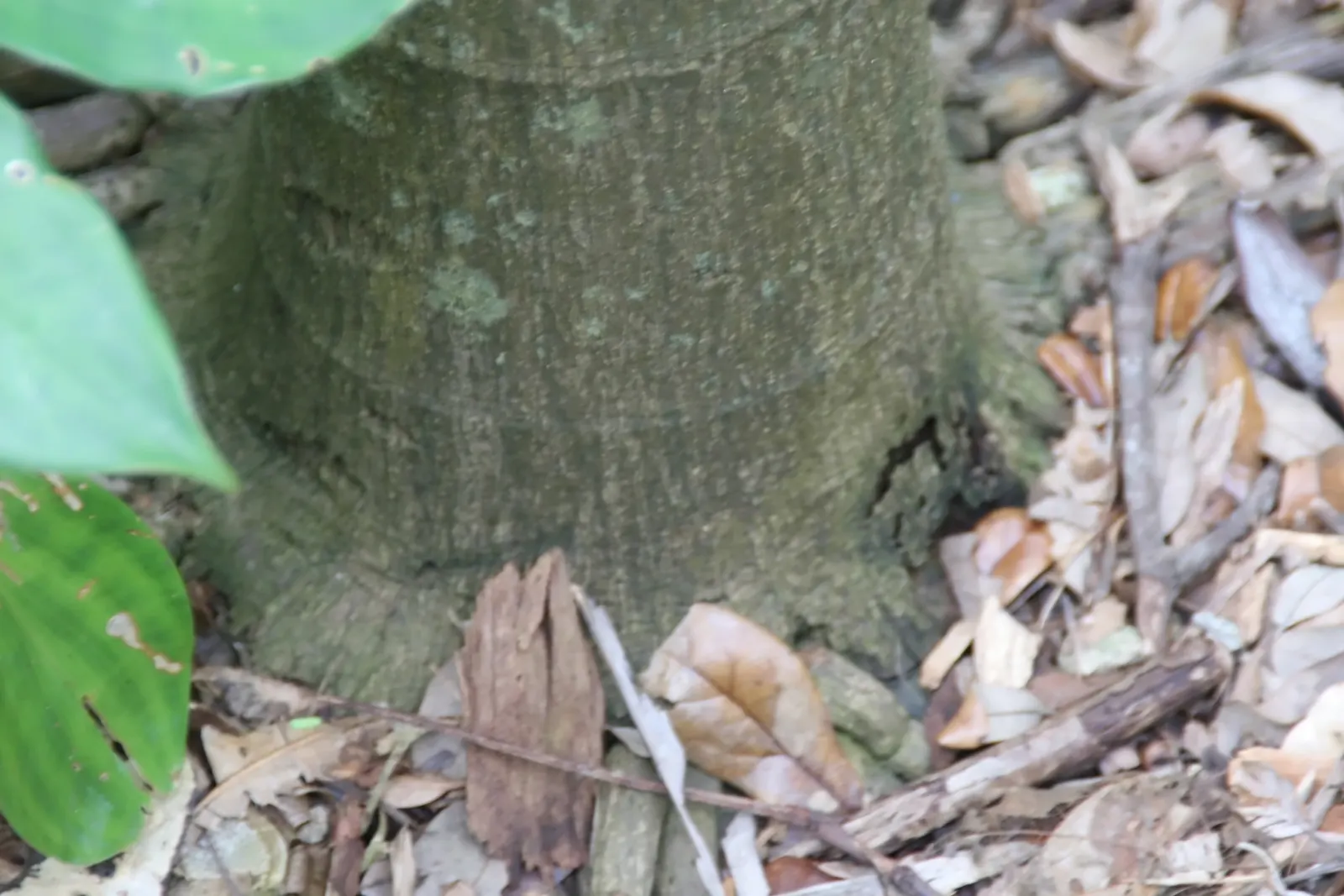 Spiral Palm (Veitchia Spiralis) — palm / tree with green blooms