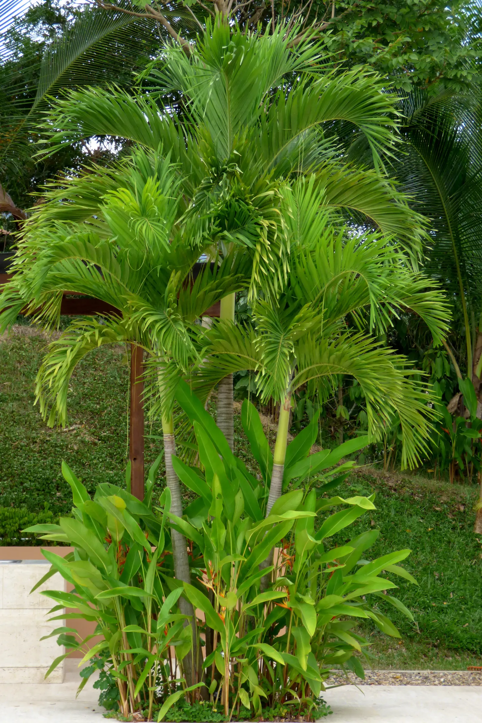Spiral Palm (Veitchia Spiralis) — Its striking form and minimal maintenance make it an excellent focal point in landscape designs