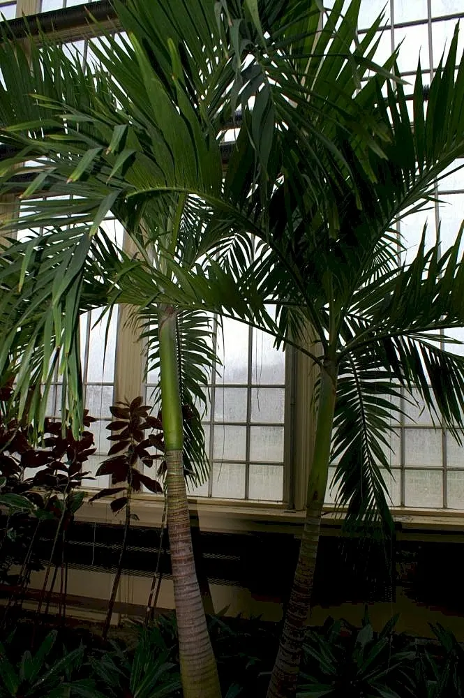 Spiral Palm (Veitchia Spiralis) — commonly known as the Kajewskia Palm; its glossy, arching fronds can extend to 10 feet, creating an elegant canopy, image 49