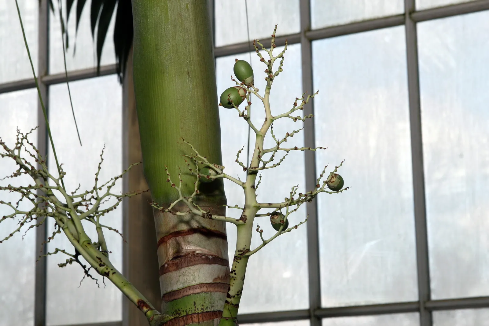 Spiral Palm (Veitchia Spiralis) — more commonly referred to as the Kajewskia Palm; green flowers in the garden