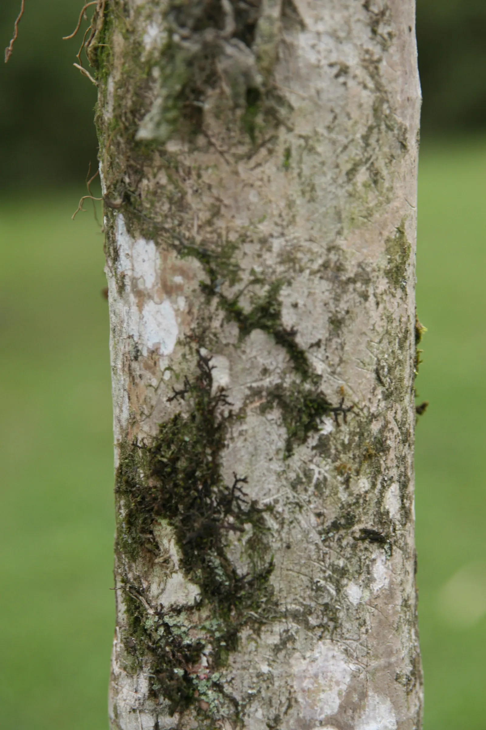 Spiral Palm (Veitchia Spiralis) — spirally-arranged trunk reaching up to 40 feet tall