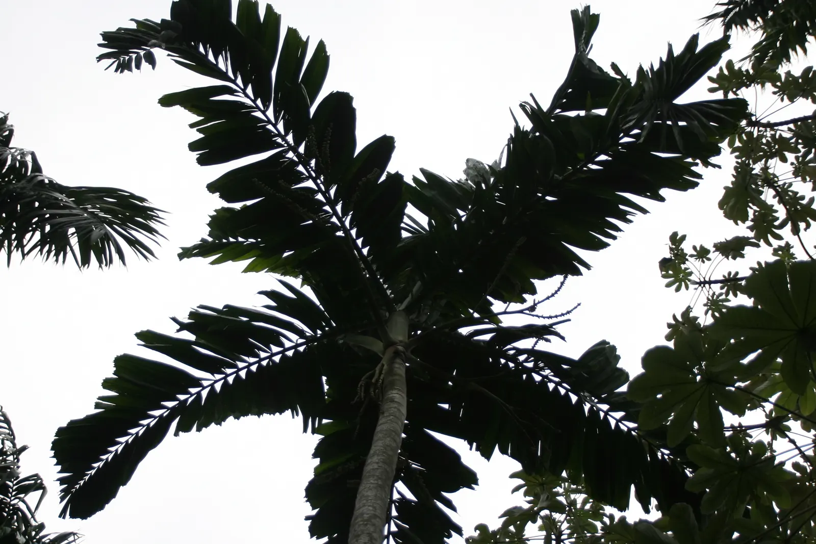 Spiral Palm (Veitchia Spiralis) — spirally-arranged trunk reaching up to 40 feet tall; and when placed strategically