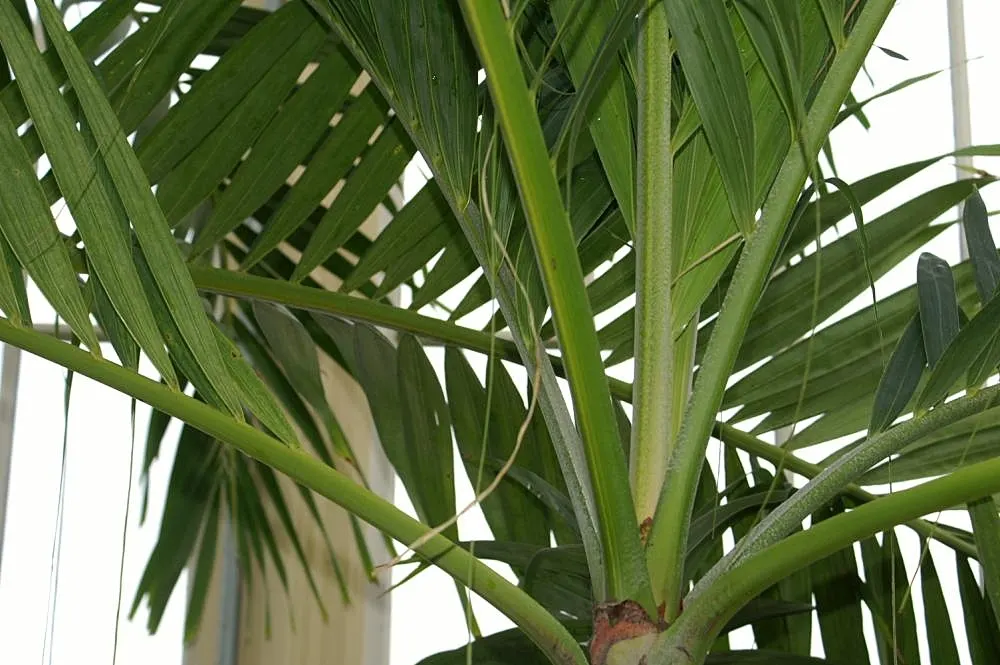 Spiral Palm (Veitchia Spiralis) — group several Kajewskia Palms together; they are moderately drought-tolerant once settled