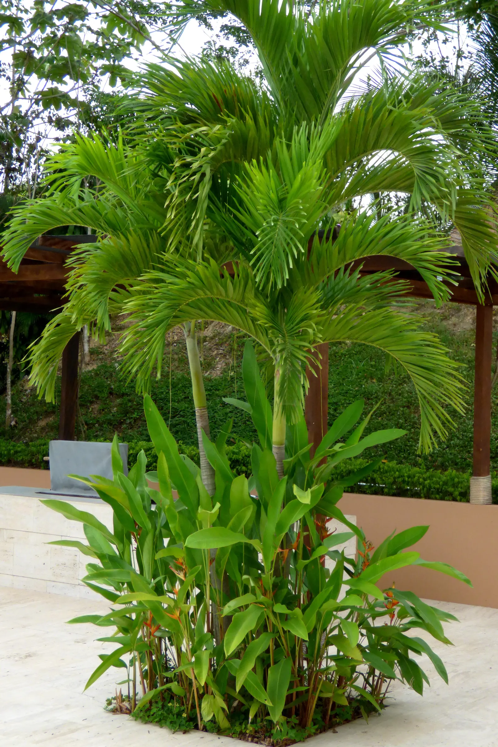 Spiral Palm (Veitchia Spiralis) — is a captivating addition to any tropical or subtropical landscape