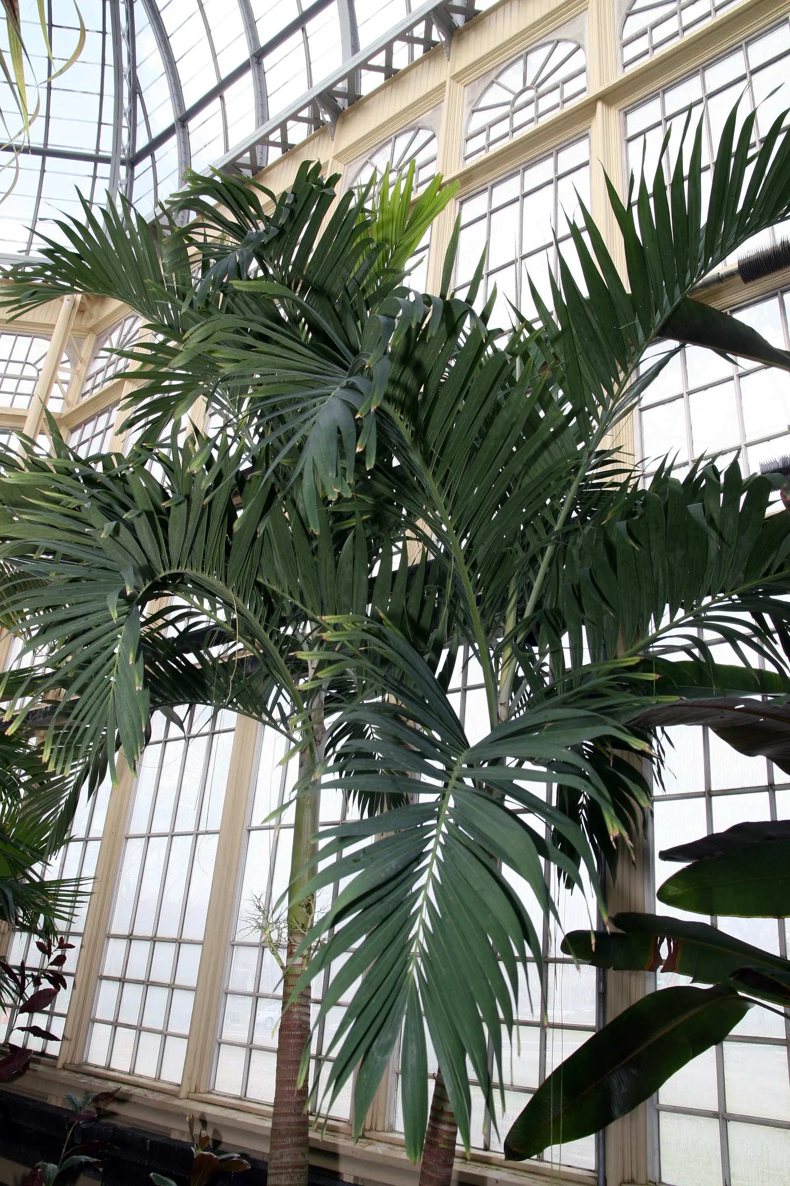 Spiral Palm (Veitchia Spiralis) — commonly known as the Kajewskia Palm; its glossy, arching fronds can extend to 10 feet, creating an elegant canopy