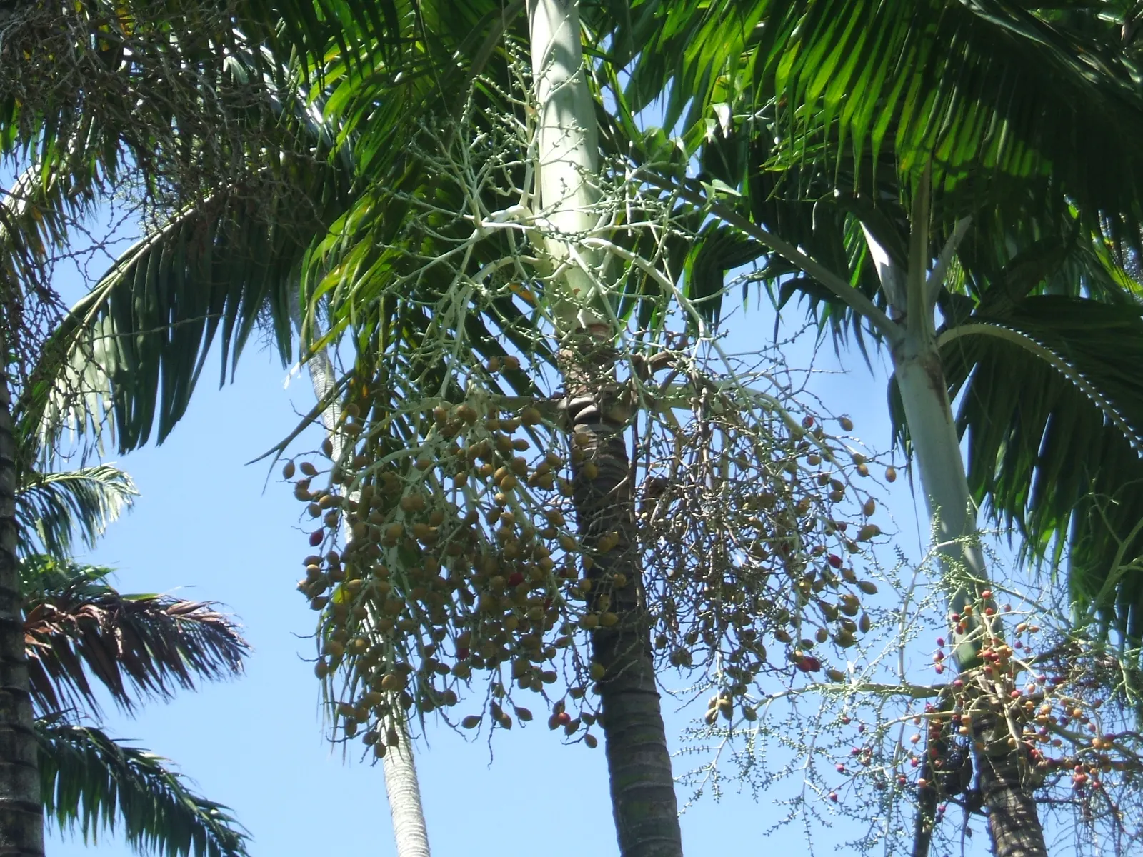 Spiral Palm (Veitchia Spiralis) — is crowned with a splendid display of arching fronds that extend up to 5 to 8 feet long